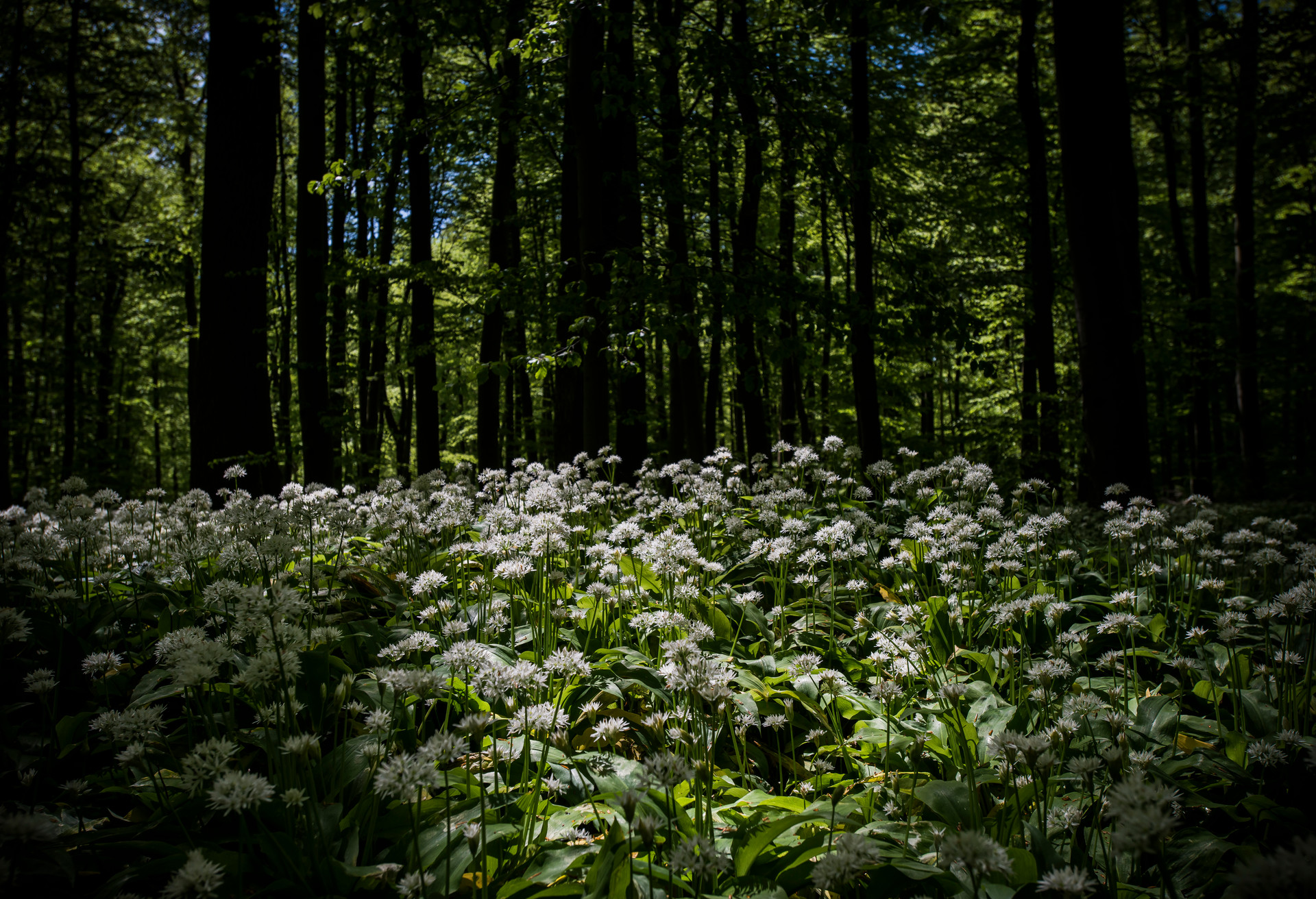 In diesem Wald wächst im Mai der Bärlauch, wo das Auge hinreicht. Der intensive Duft begleitet den Wanderer auf seiner gesamten Route.
