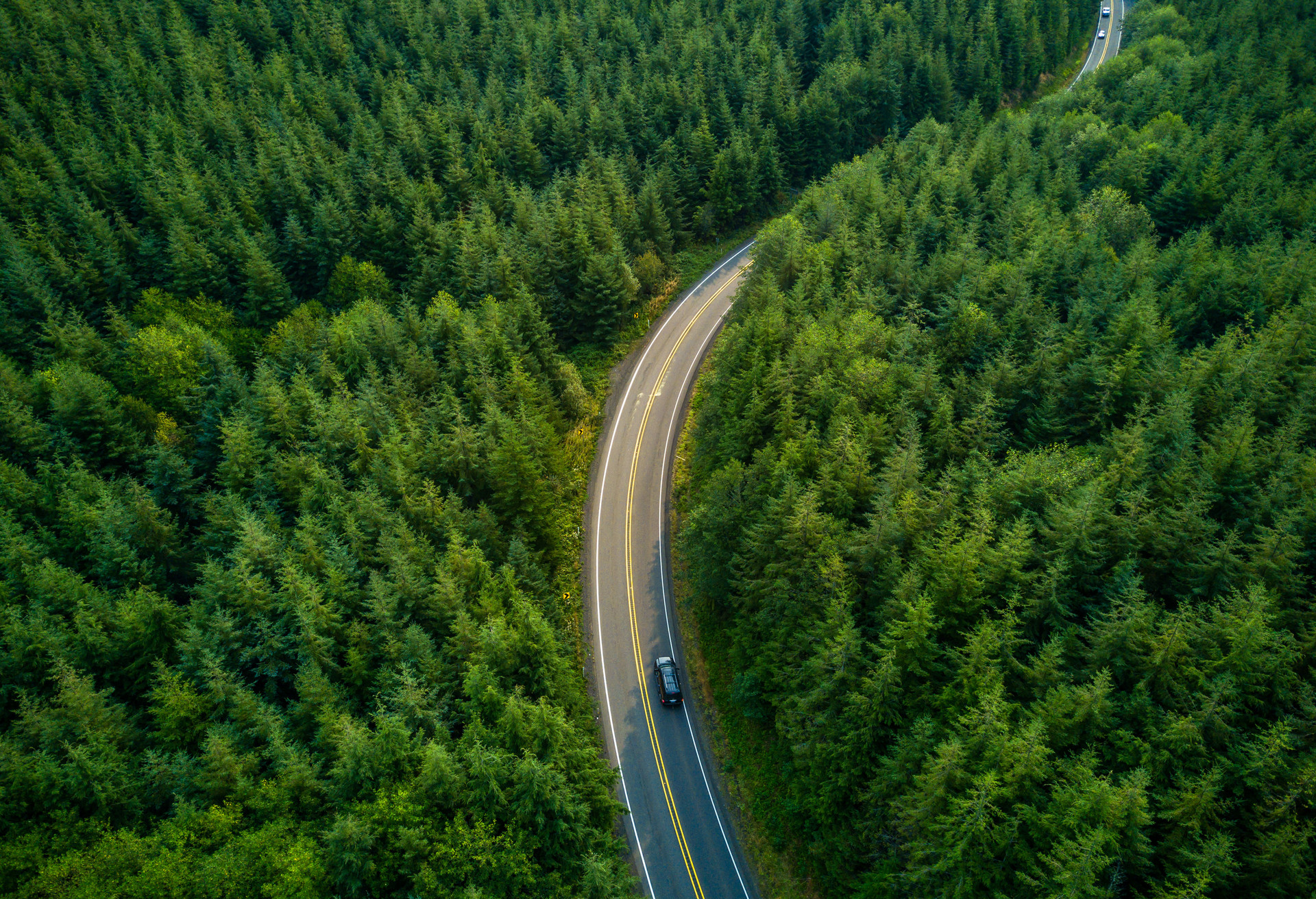 Aerial view of a road winding through managed evergreen forest in Grays harbor County, Washington, USA.