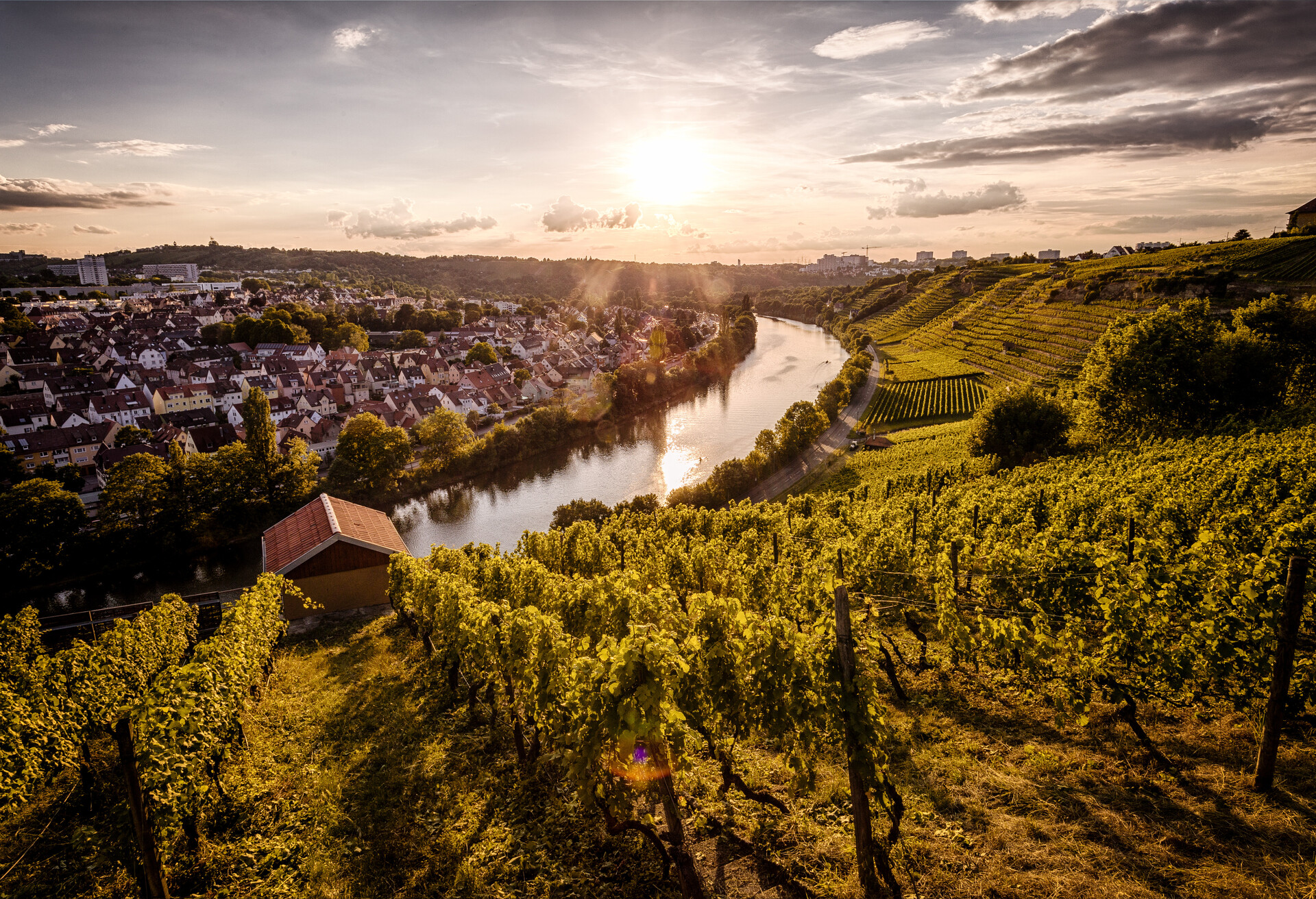 Stuttgart is famous for its vineyards that are located even in the middle of the city, but mainly on the south oriented slopes of the hills along the Neckar river. Stuttgart, Baden-Württemberg, Germany.