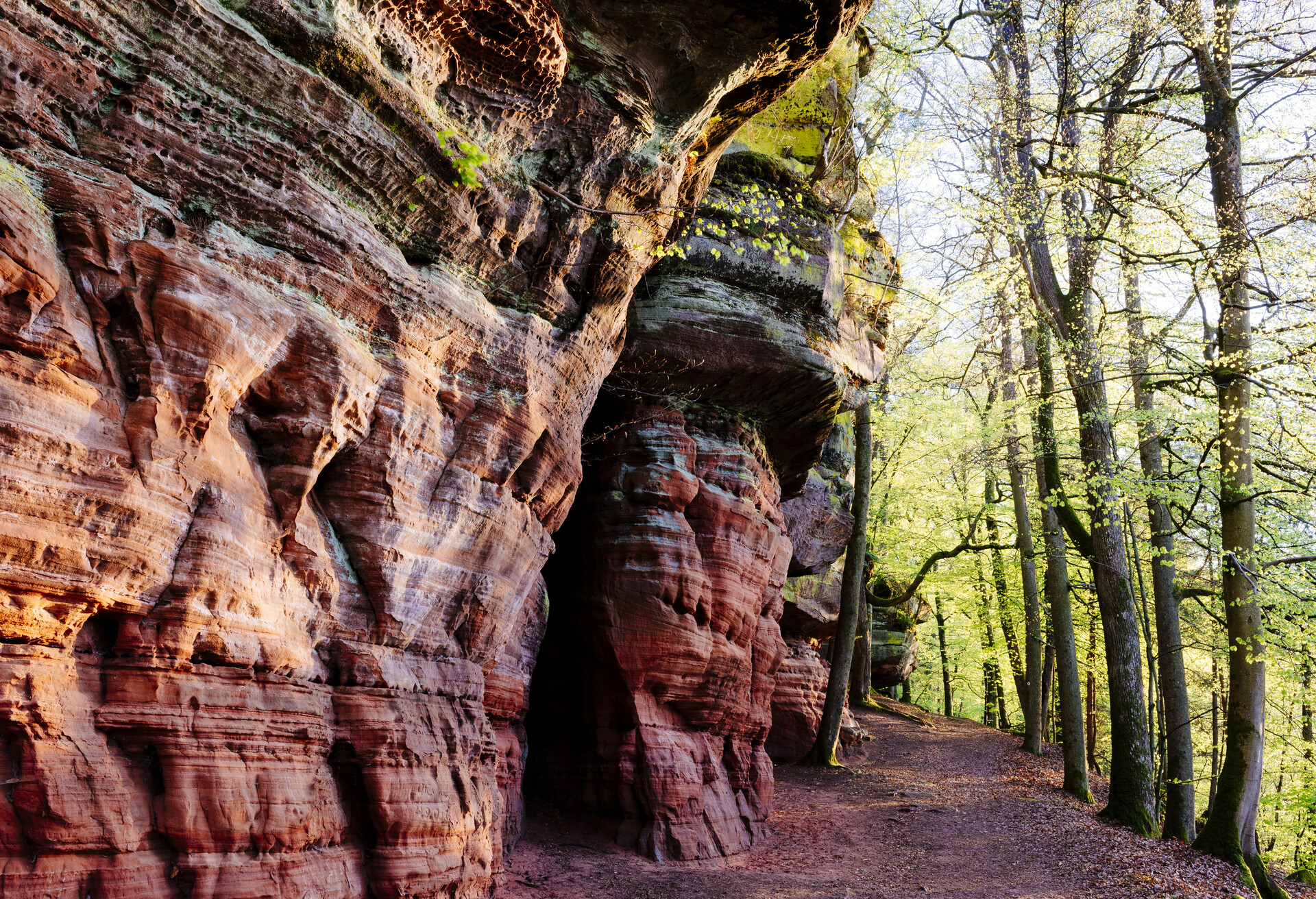 Trail along a massive Sandstone Wall.Altschlossfelsen near Eppenbrunn, Rhineland- Palatinate, Germany, Europa; Shutterstock ID 555846853; Purchase Order: SF-06928905; Job: ; Client/Licensee: ; Other: