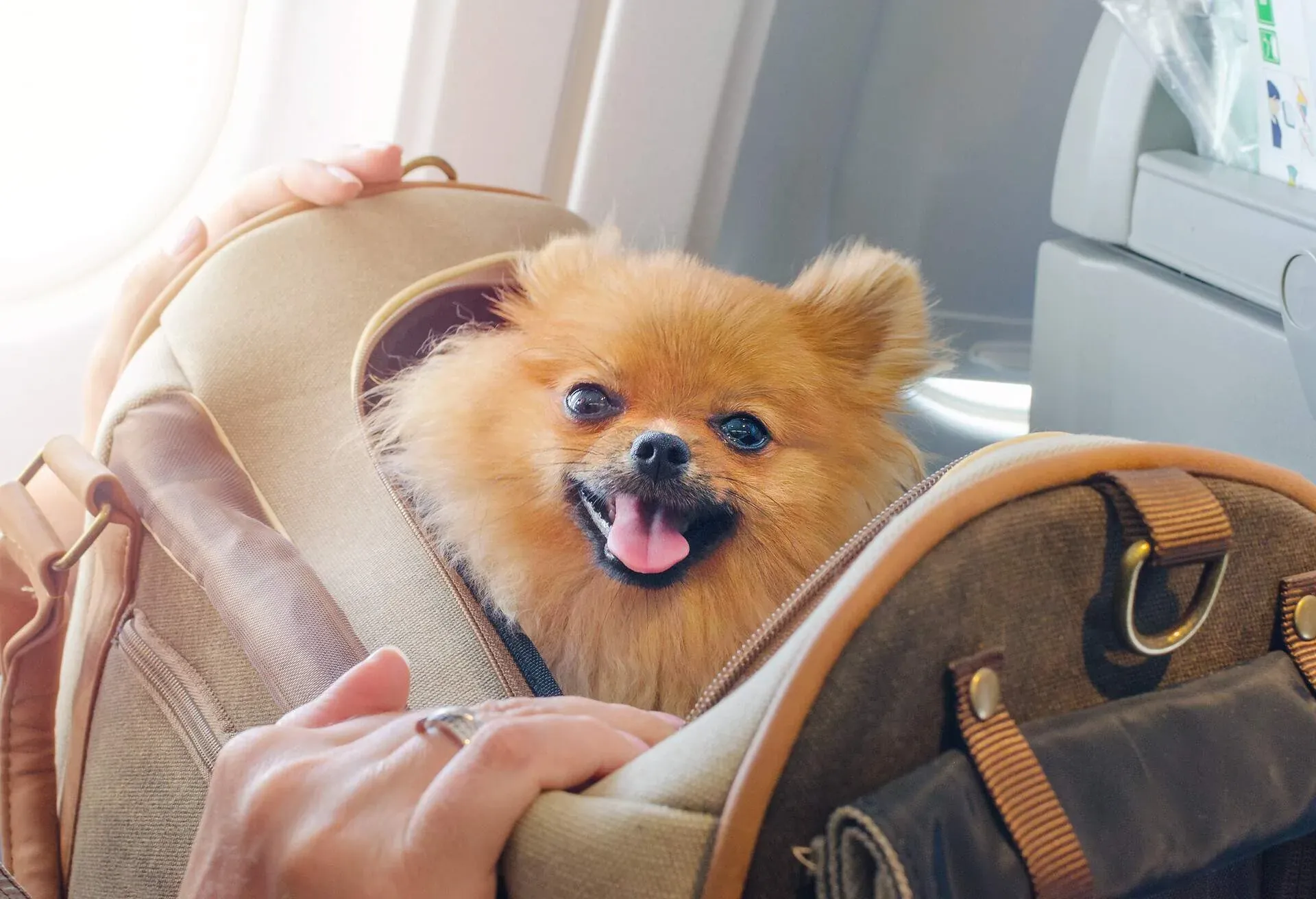 DOG_BAG_AIRPORT