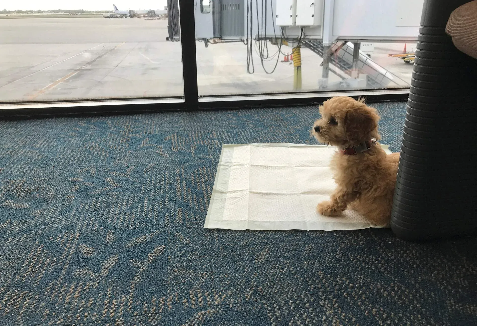 DOG_FLYING_AIRPORT