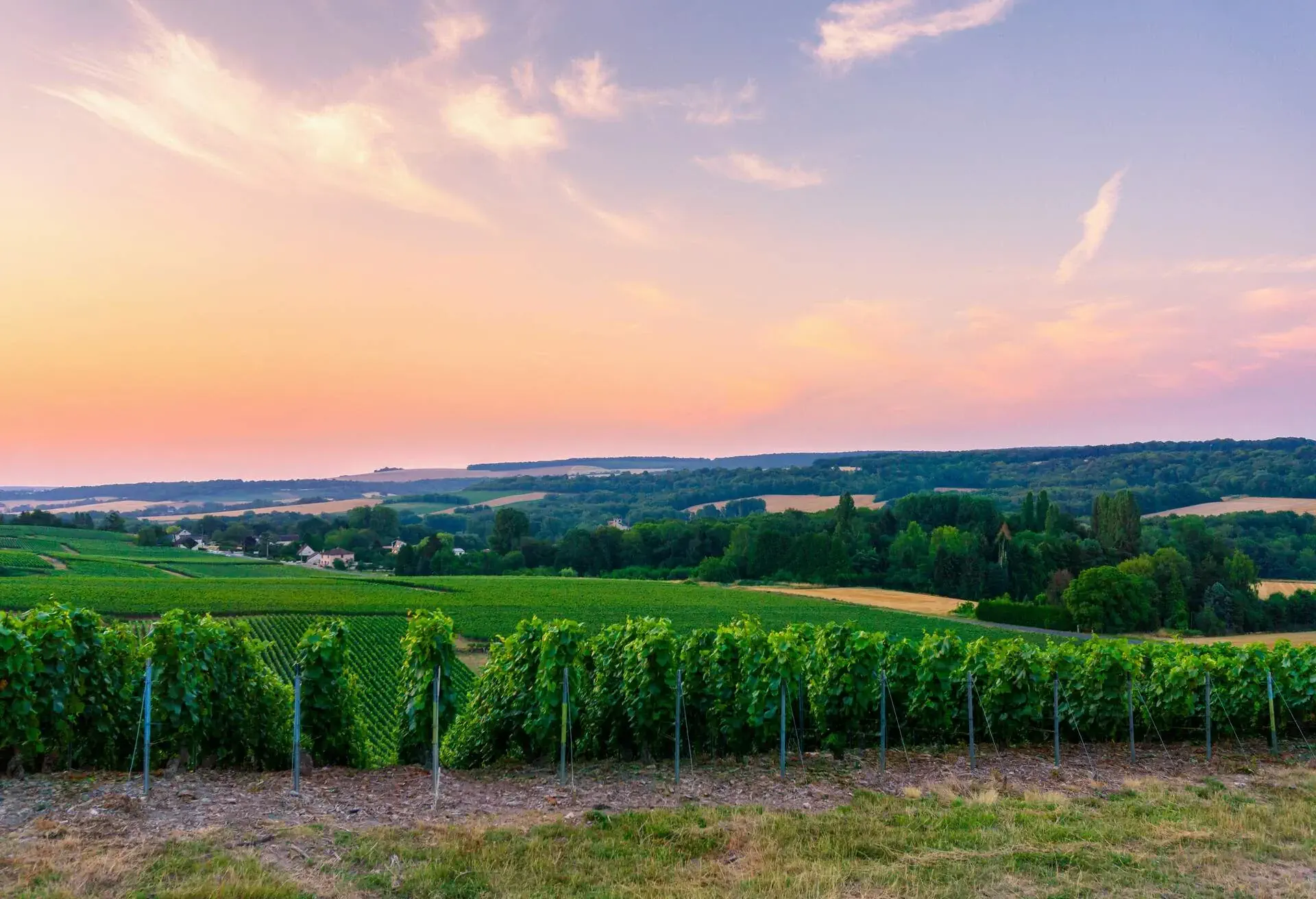 FRANCE_REIMS_VINEYARD_MONTAGNE_SUNSET