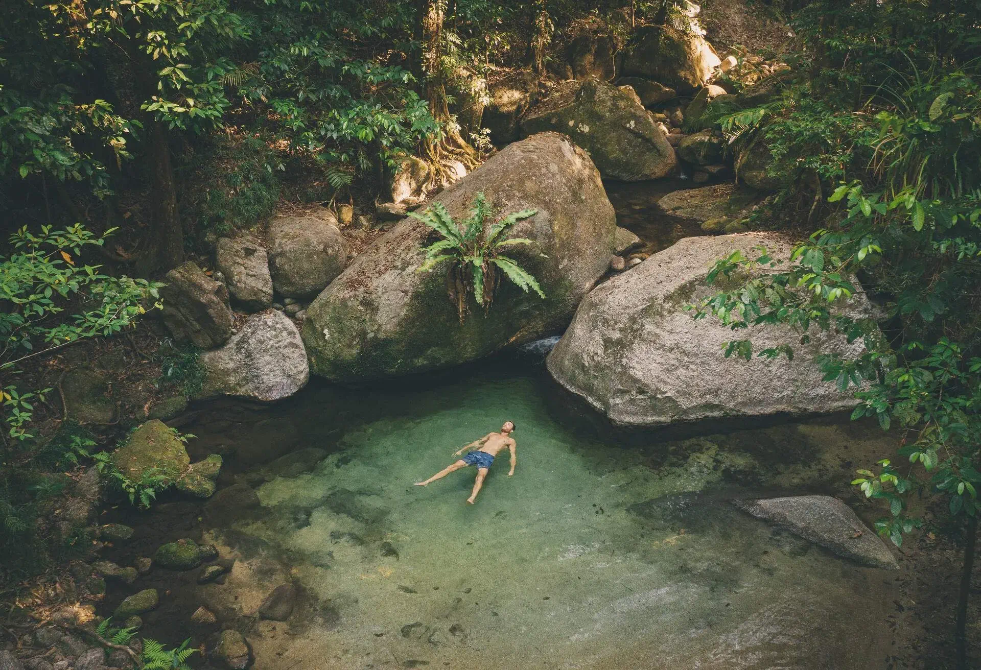 AUSTRALIA_DAINTREE-RAINFOREST