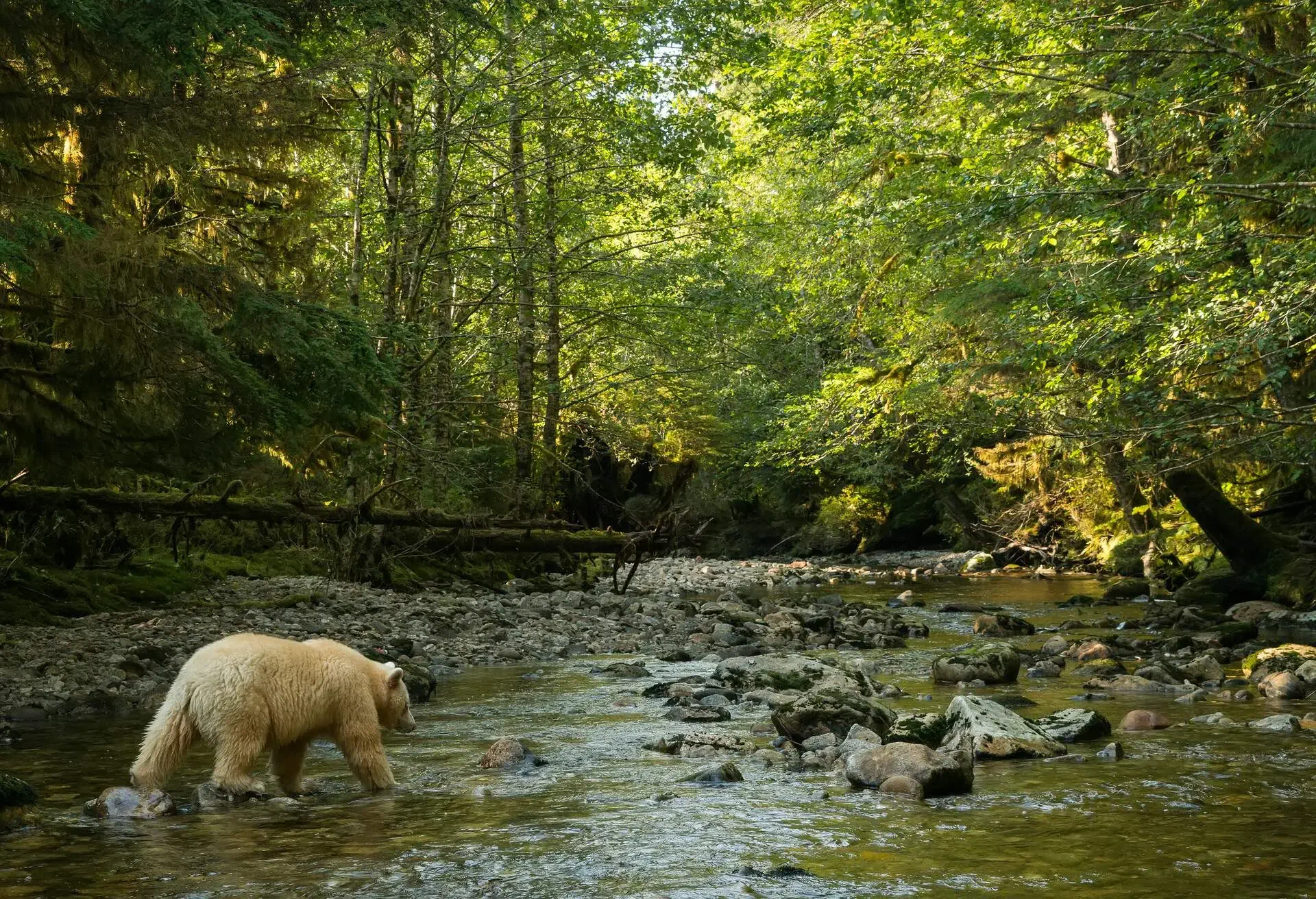 CANADA_HARTLEY_BAY_GREAT_BEAR_RAINFOREST_SPIRIT_BEAR