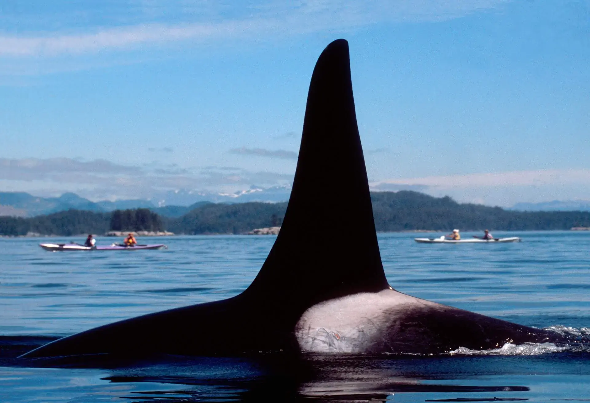 CANADA_VANCOUVER_ISLAND_SEA_KAYAKERS_ORCA_WHALE