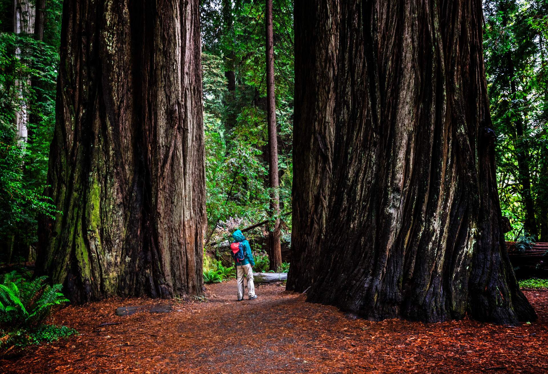 DEST_USA_CALIFORNIA_JEDEDIAH-SMITH_REDWOOD-STATE-PARK_THEME_PEOPLE_TOURIST_ADMIRING_STOUT-GROVE_GettyImages-618618910