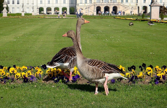 Im Nymphenburger Schlosspark trifft man nicht nur auf menschliche Besucher