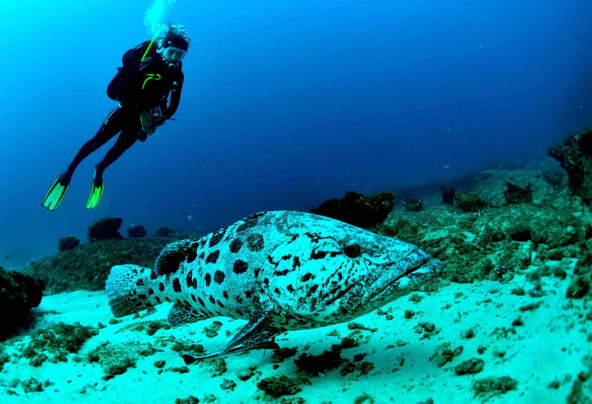 A scuba diver girl swims close to a giant grouper fish in Mozambique's Indian Ocean.