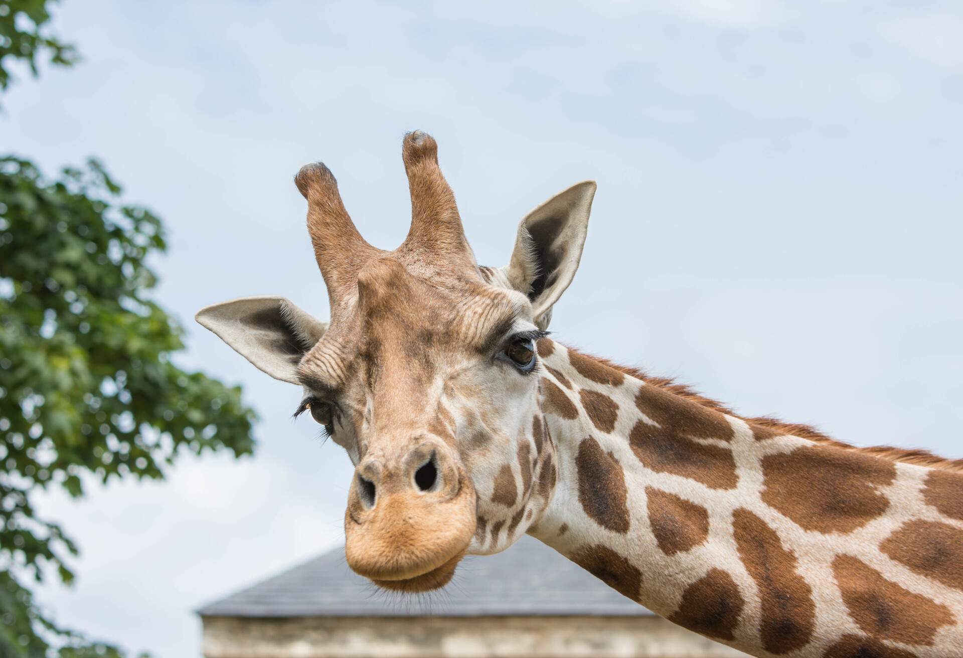 Giraffe at the London Zoo