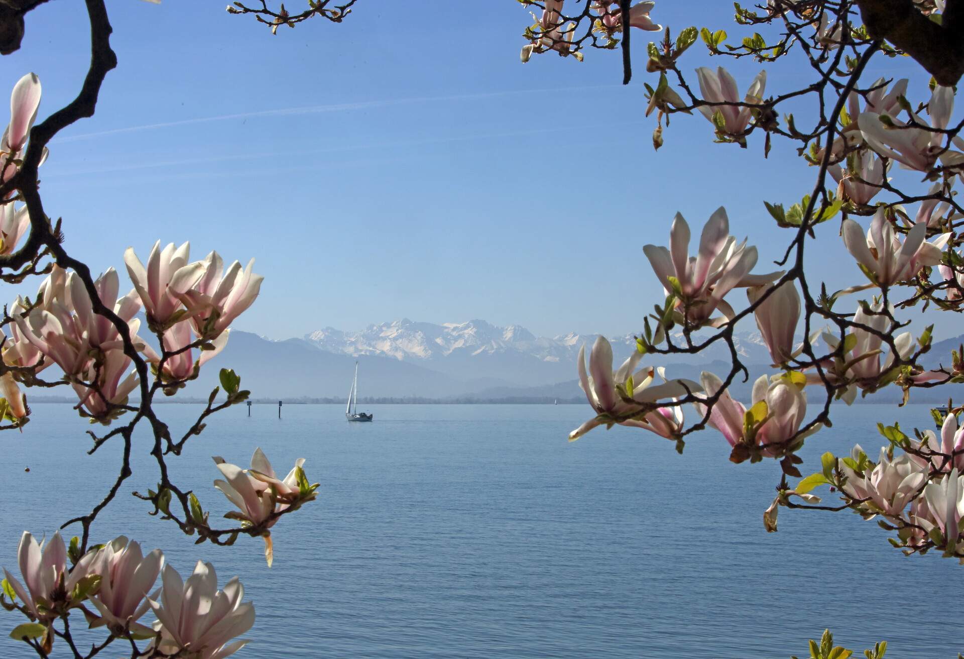 Magnoliatree in spring at Bodensee with a view over the lake and of the swiss mountains.