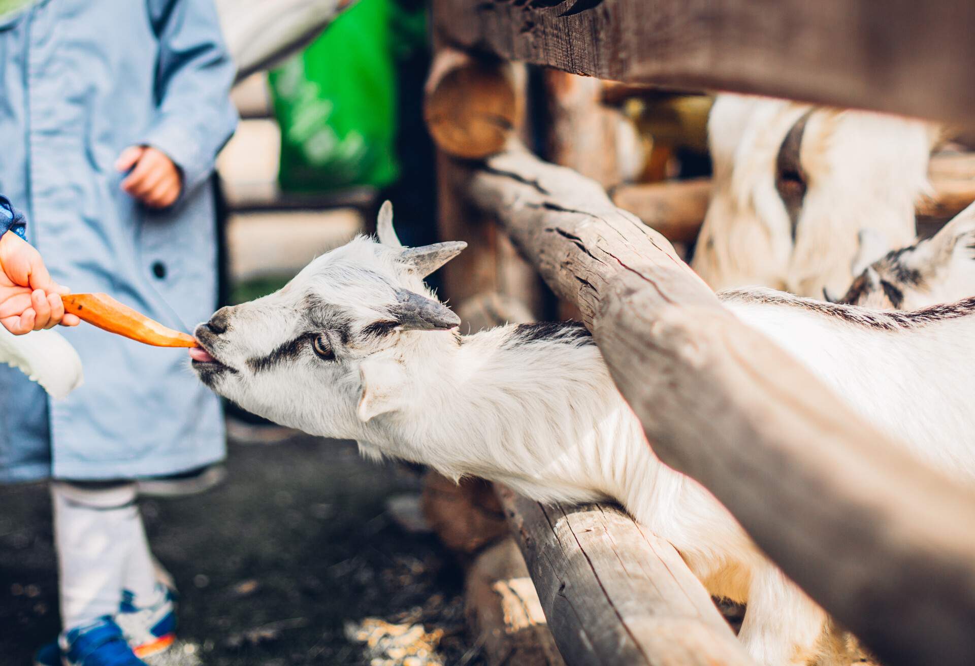 Little Chinese and a goat