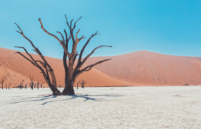  Die toten Bäume in Deadvlei haben schon viele Jahrhunderte überstanden und fristen ihr Dasein als hölzerne Skelette