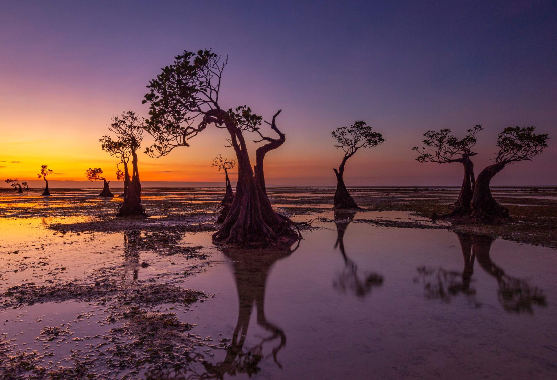 The Mangroves of Walakiri Beach, Sumba Island, Indonesia; Shutterstock ID 1184181694; purchase_order: ; job: ; client: ; other: