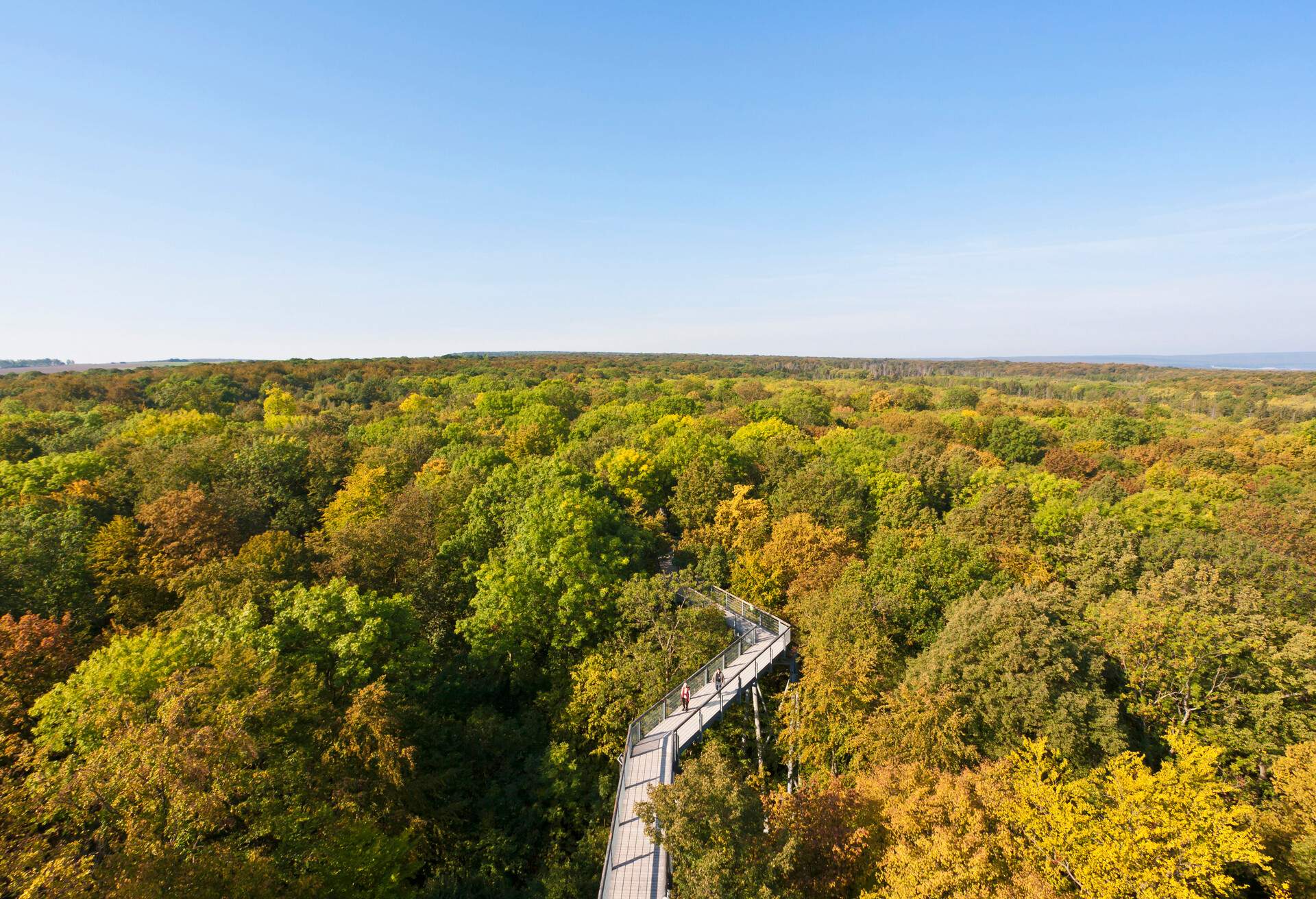 An aerial view of a canopy walkway surrounded by forest trees.