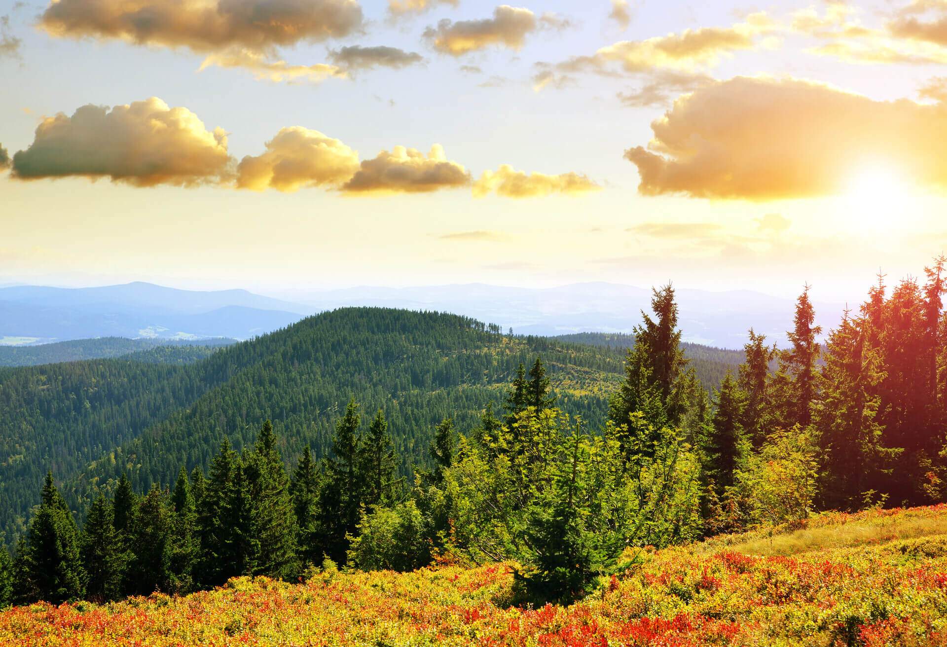 bayerischer wald