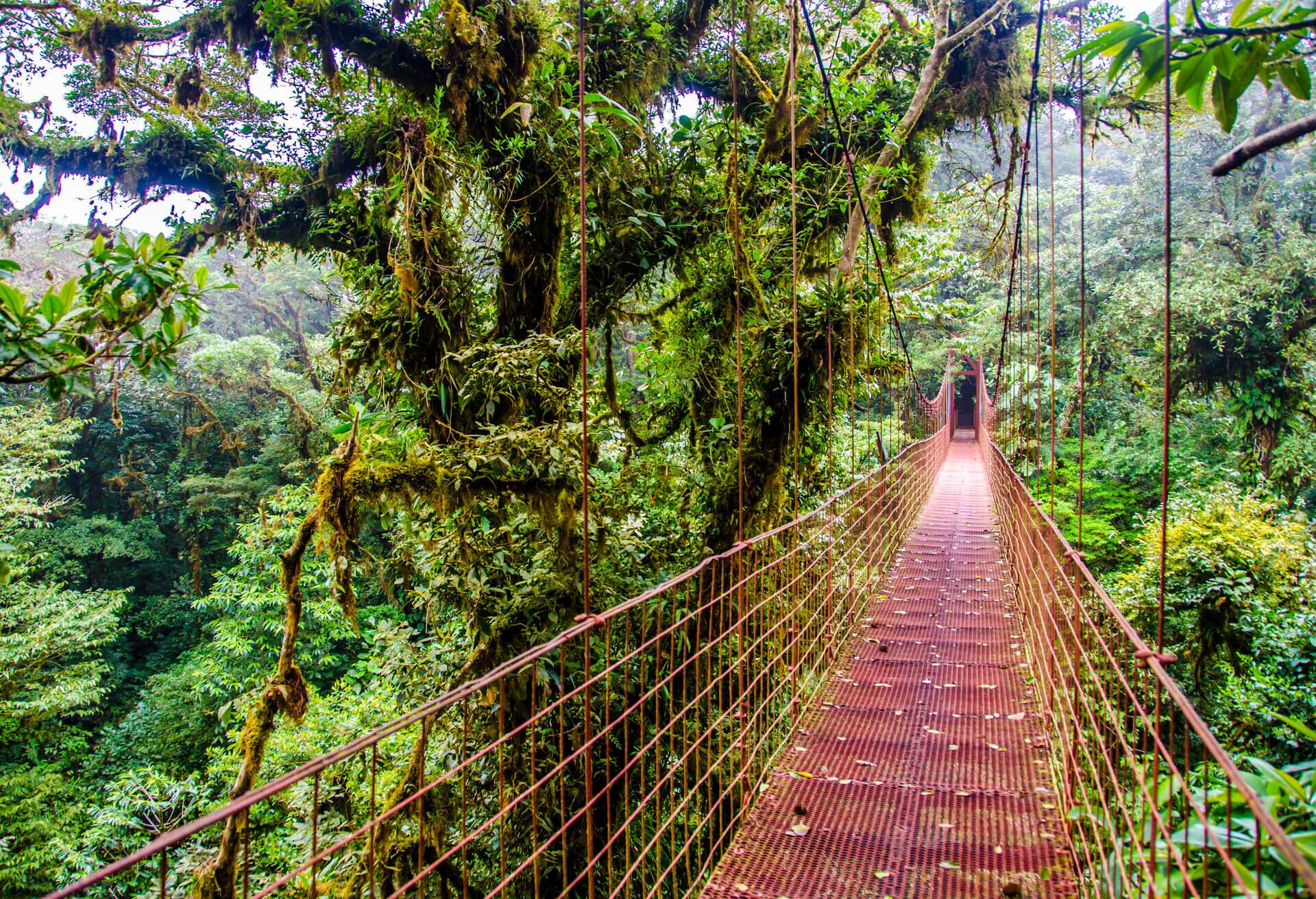 Costa Rica Puntarenas Monteverde