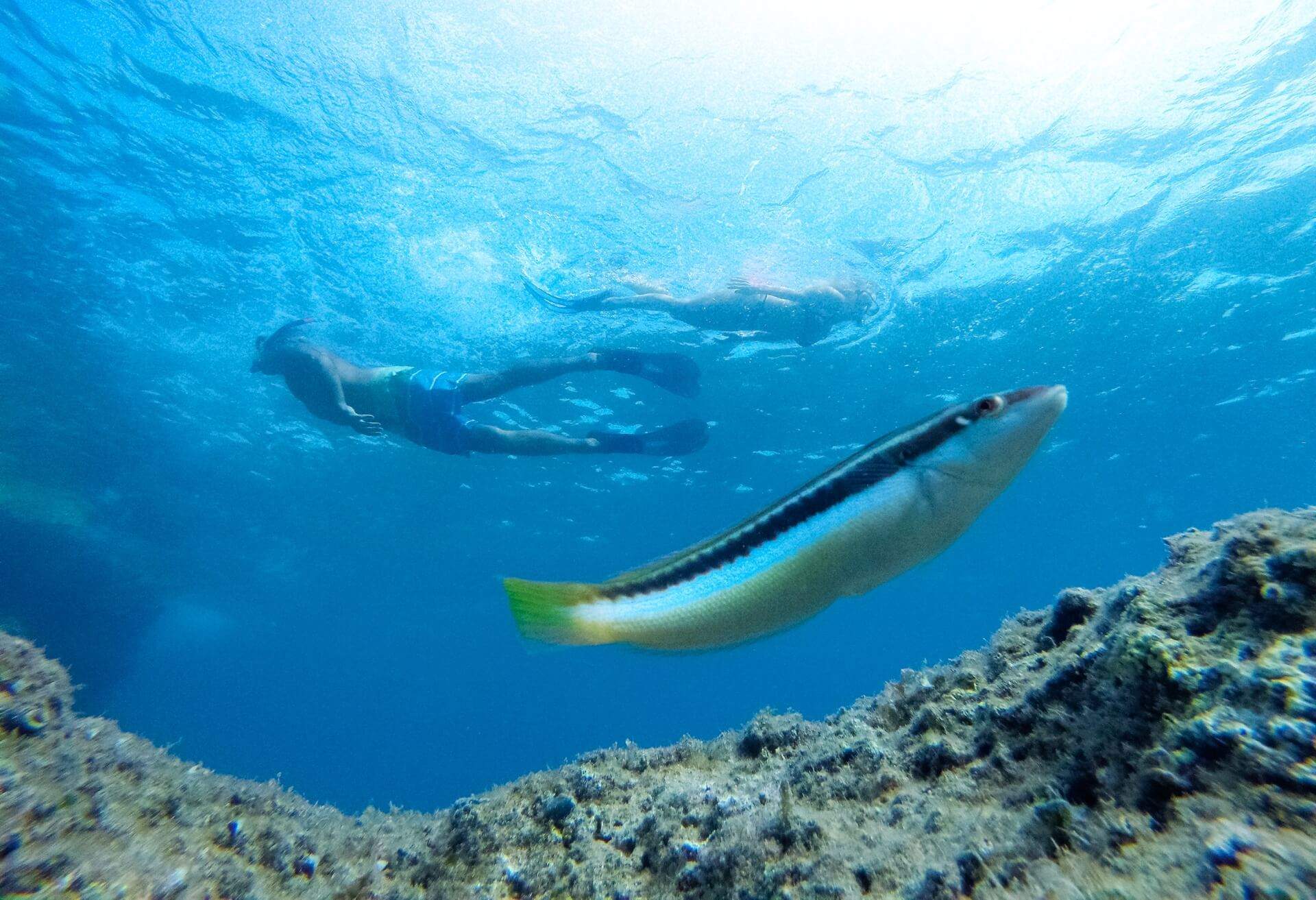 dest_croatia_krk-island_underwater-diving_gettyimages-1039641446