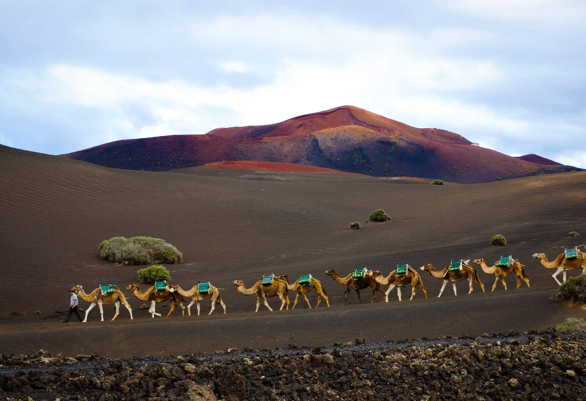 Camel convoy heading home through the volcanic landscape of Timanfaya National Park.