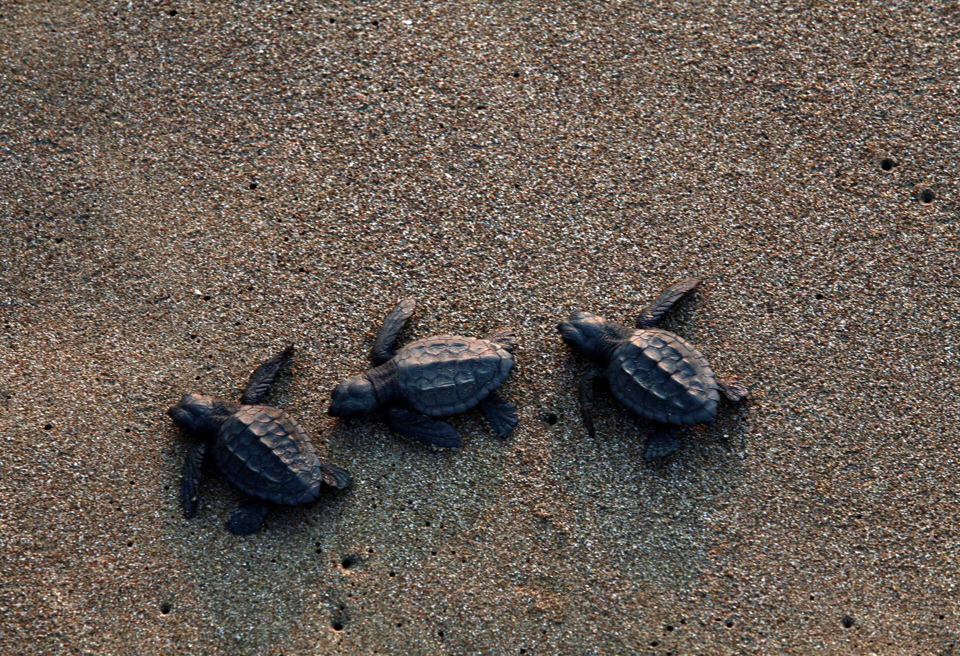 DEST_TURKEY_IZTUTU-BEACH_THEME_TURTLES-GettyImages-1295027613