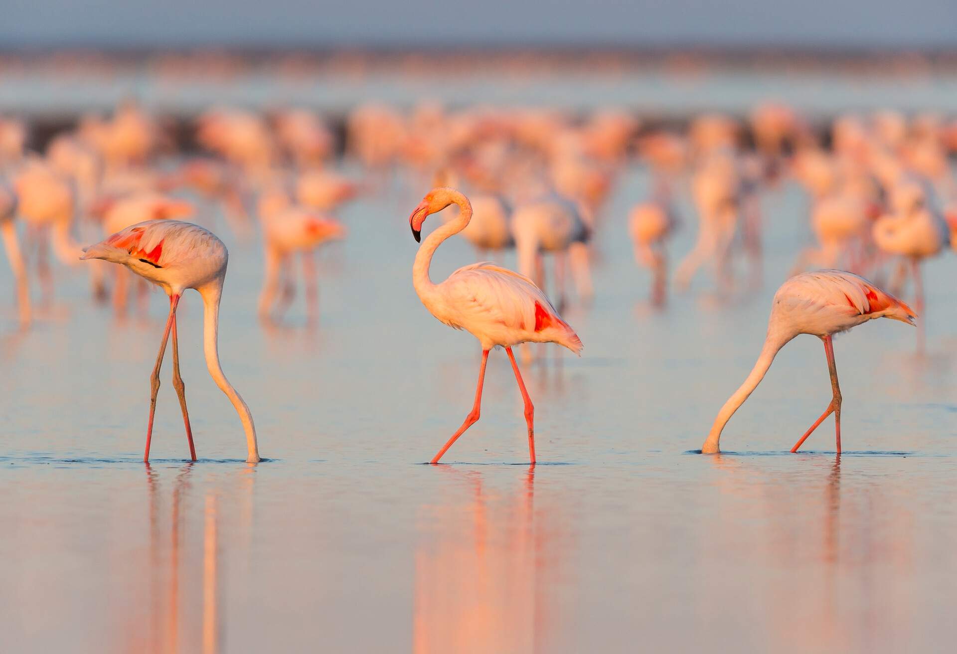 European Flamingo, Great Flamingo, Phoenicopterus roseus, at Dusk, Saintes-Maries-de-la-Mer, Parc naturel regional de Camargue, Languedoc Roussillon, France