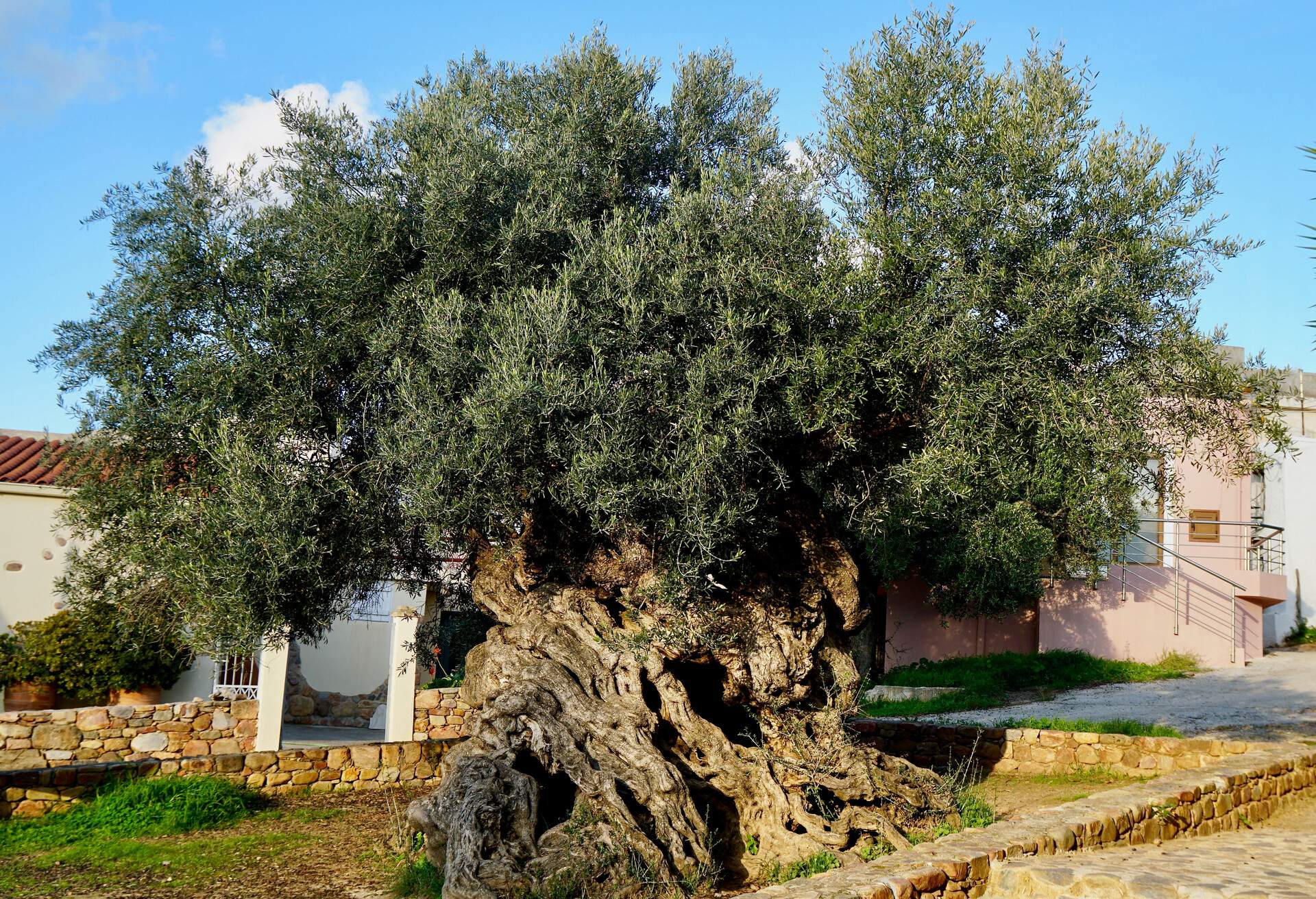 3000 year old olive tree in Ano Vouves close to Chania in Crete Wonderful ancient tree with big branches and gnarly wood with different faces of wood on the trunk; Shutterstock ID 1036403239; Brand (KAYAK, Momondo, Any): any