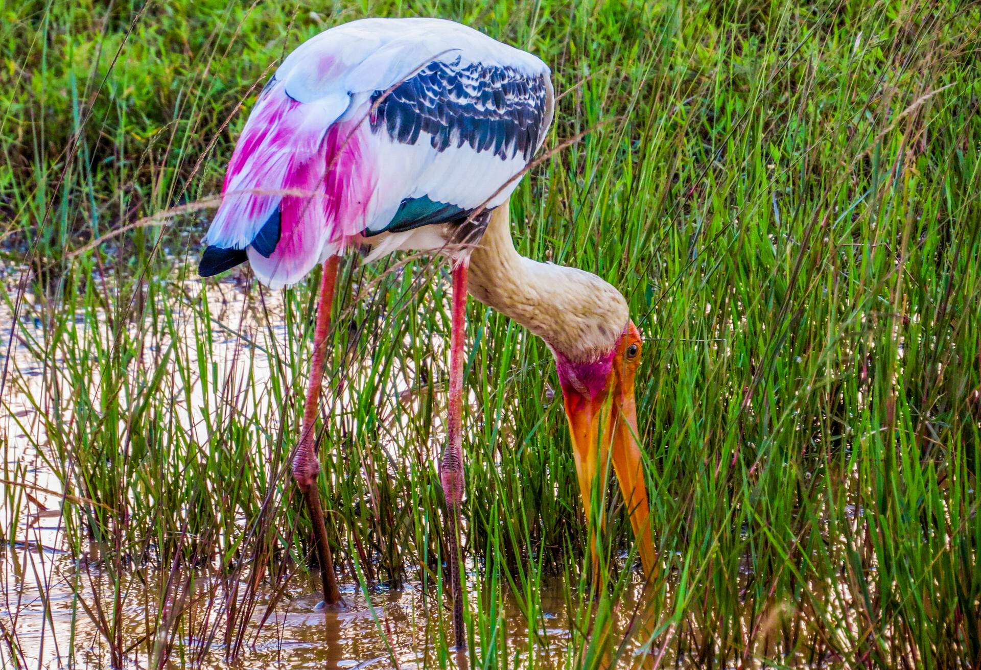 DEST_SRI LANKA_YALA_YALA NATIONAL PARK_shutterstock-premier_664298110