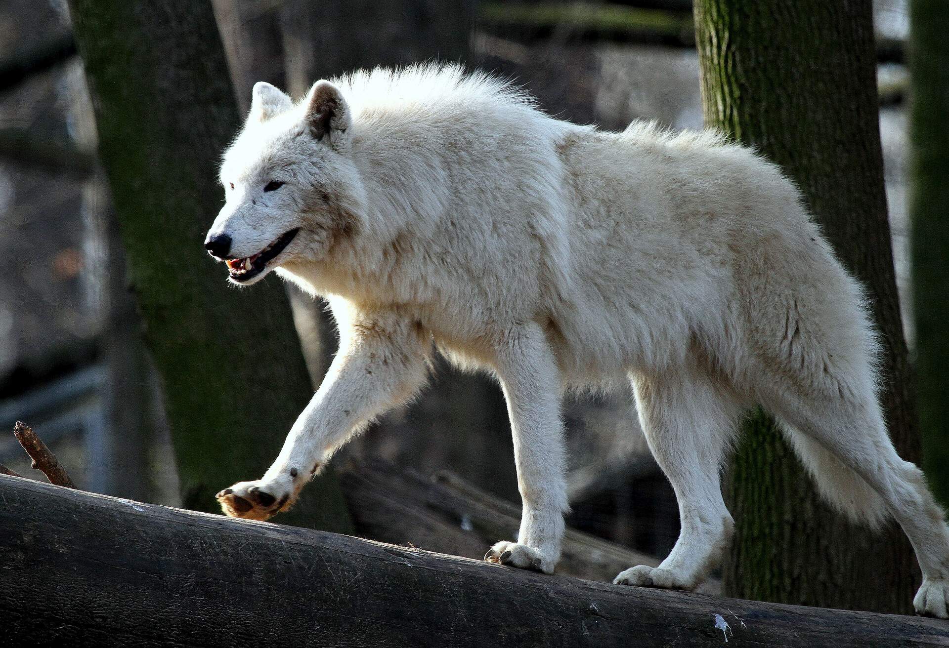 THEME_ANIMAL_ARCTIC-WOLF_ZOO-GettyImages-977907478