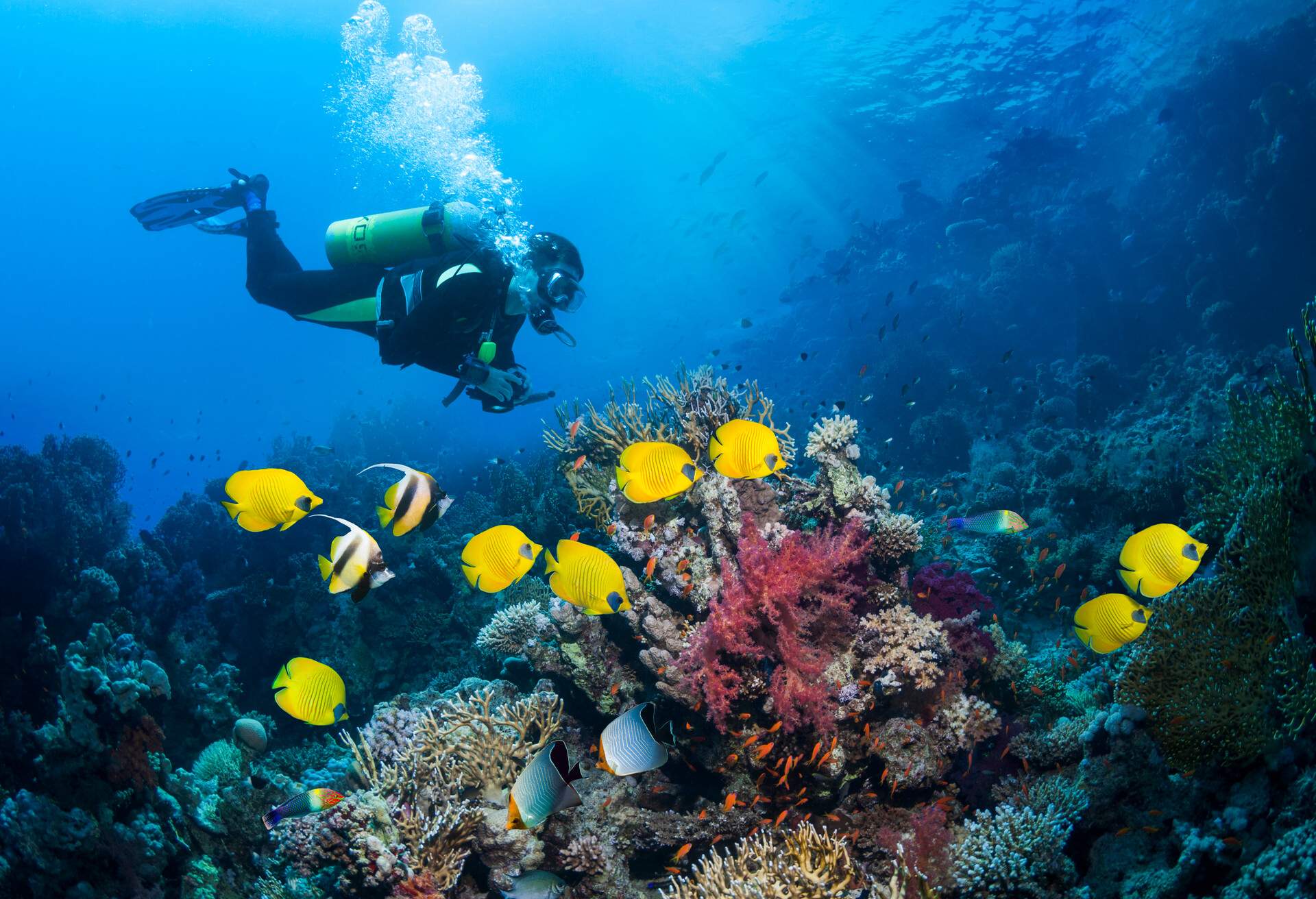 Coral reef scenery with golden butterflyfish (Chaetodon semilarvatus), Red Sea bannerfish (Heniochus intermedius), orange face butterflyfish or hooded butterflyfis (Chaetodon larvatus) and scuba diver in background. Egypt, Red Sea.