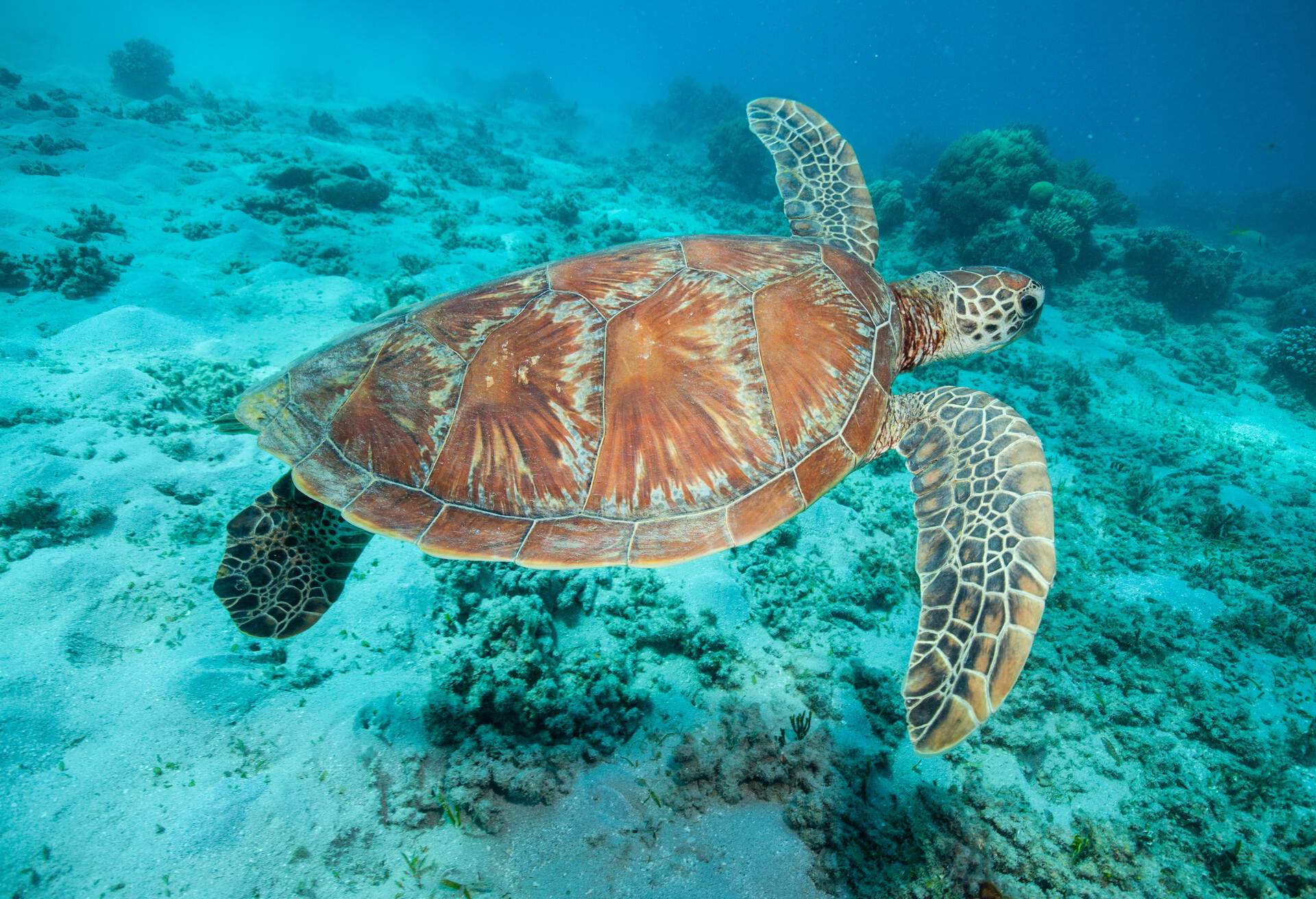 Green turtle