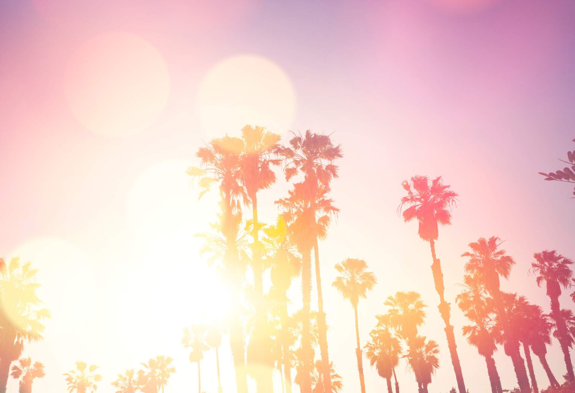 A stock photo of the tall Palm Trees in Los Angeles. Photographed at 50mp using the Canon EOS 5DSR. Visible lens flare and bleach out over exposed look.