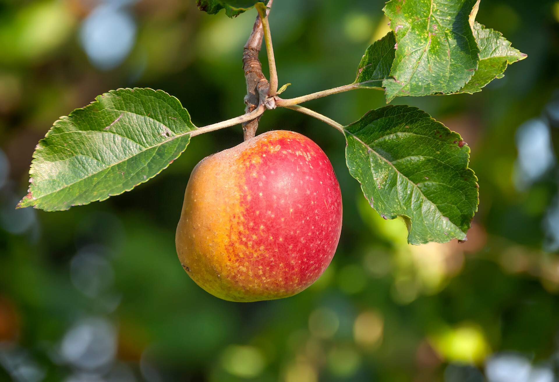 Picture of an apple on Lake Constance in autumn