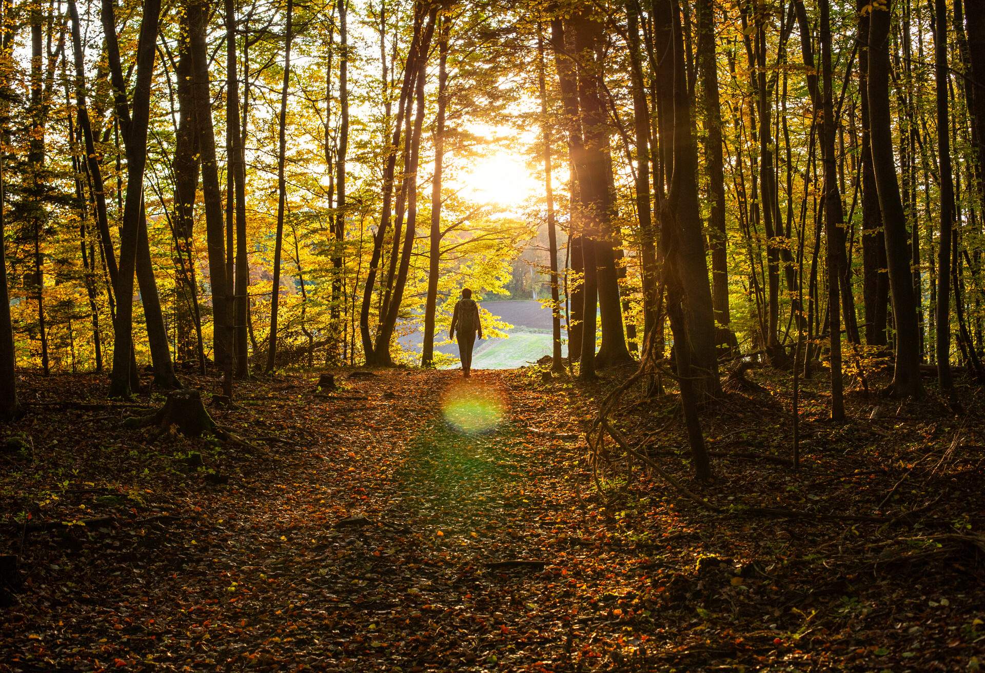 THEME_NATURE_PEOPLE_WOMAN_WALKING_FOREST_SUNSET_AUTUMN_GettyImages-1302974682-4.jpg