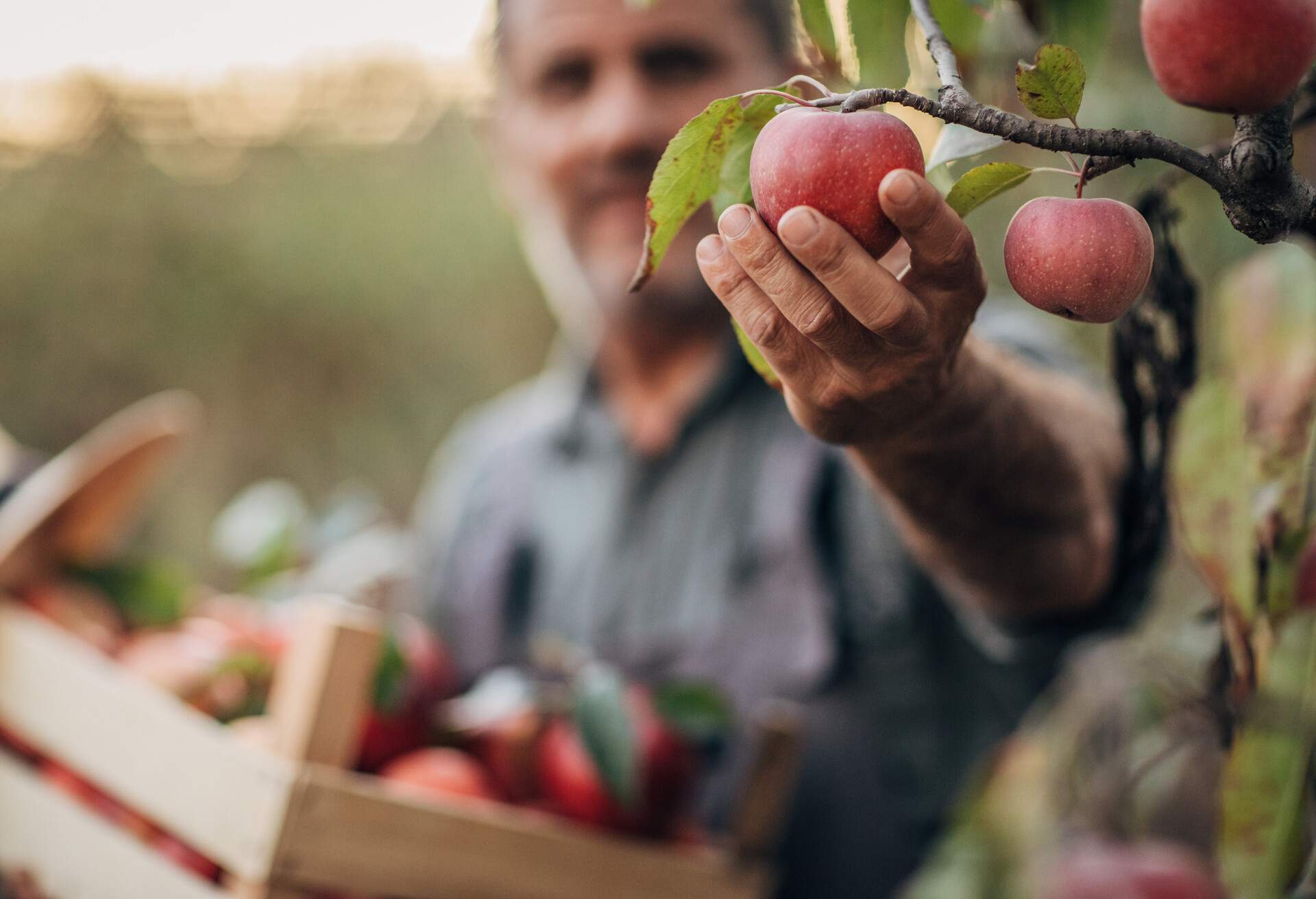 A smiling farmer picks a ripe apple