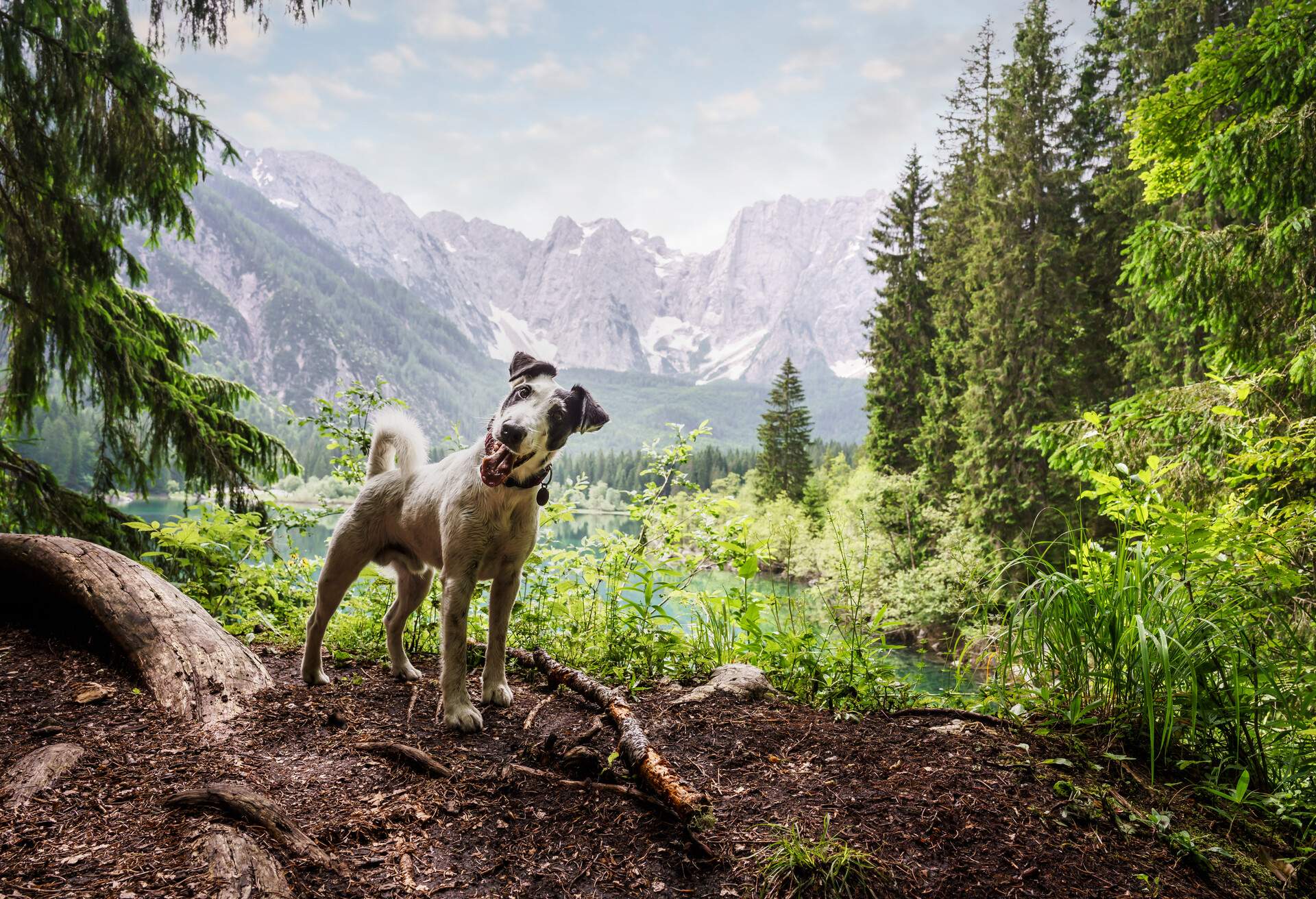 DEST_AUSTRIA_CARINTHIA_THEME_DOG_FOREST_GettyImages-1010692770