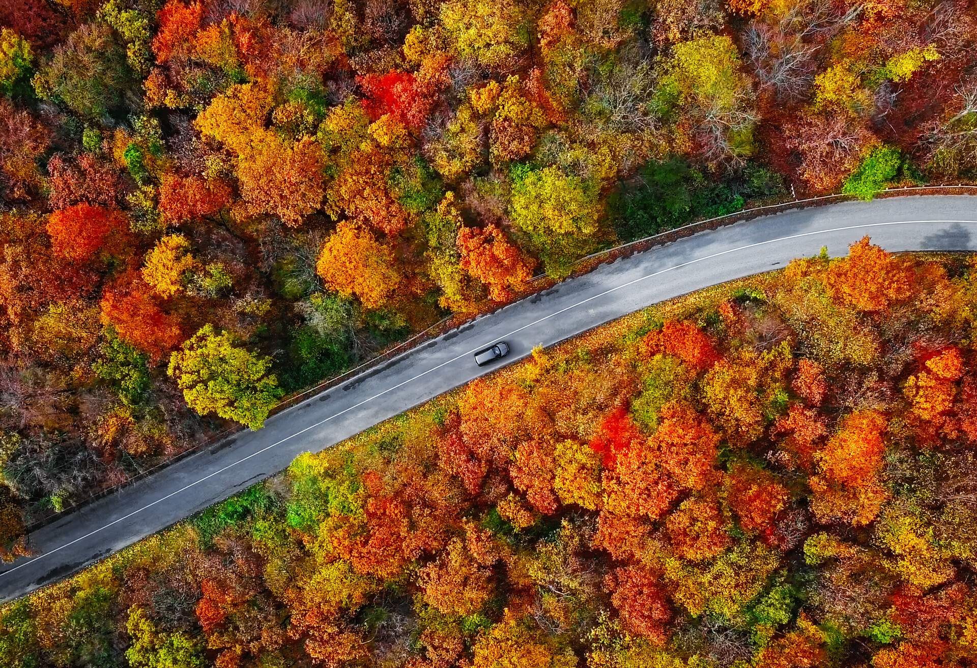 Autumn forest road in morning