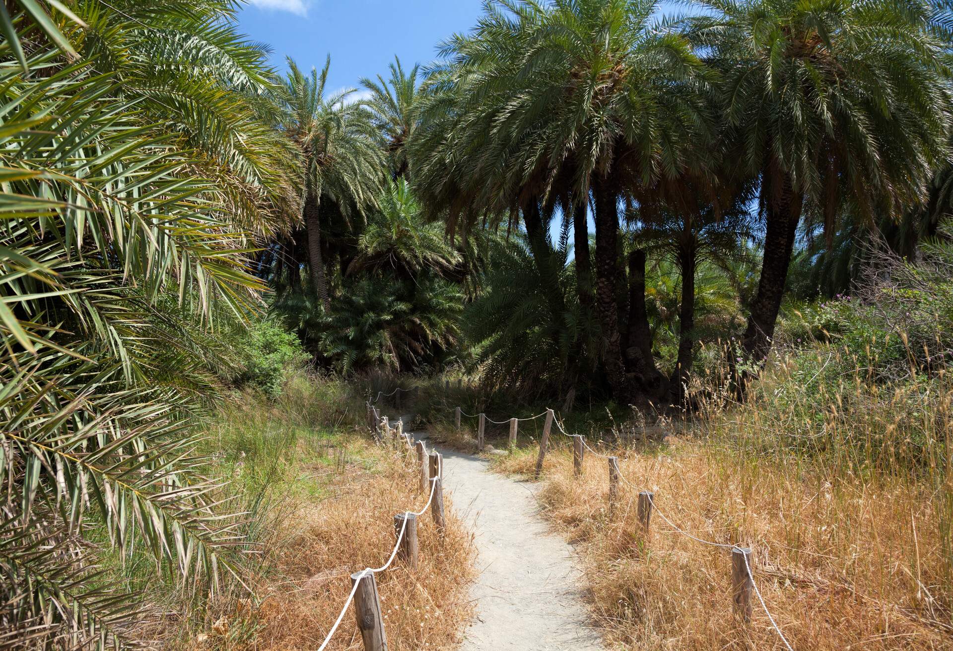 Preveli beach, located at the mouth of the Kourtaliotis Gorge on the south coast of  Crete near the city of Rethymno, is famous for a colony of Theophrastus palm trees on the banks of the Megalopotamos River (Great River). In August of 2010 a large part of palm tree forest was destroyed by fire but in 2011 trees naturally regenerated