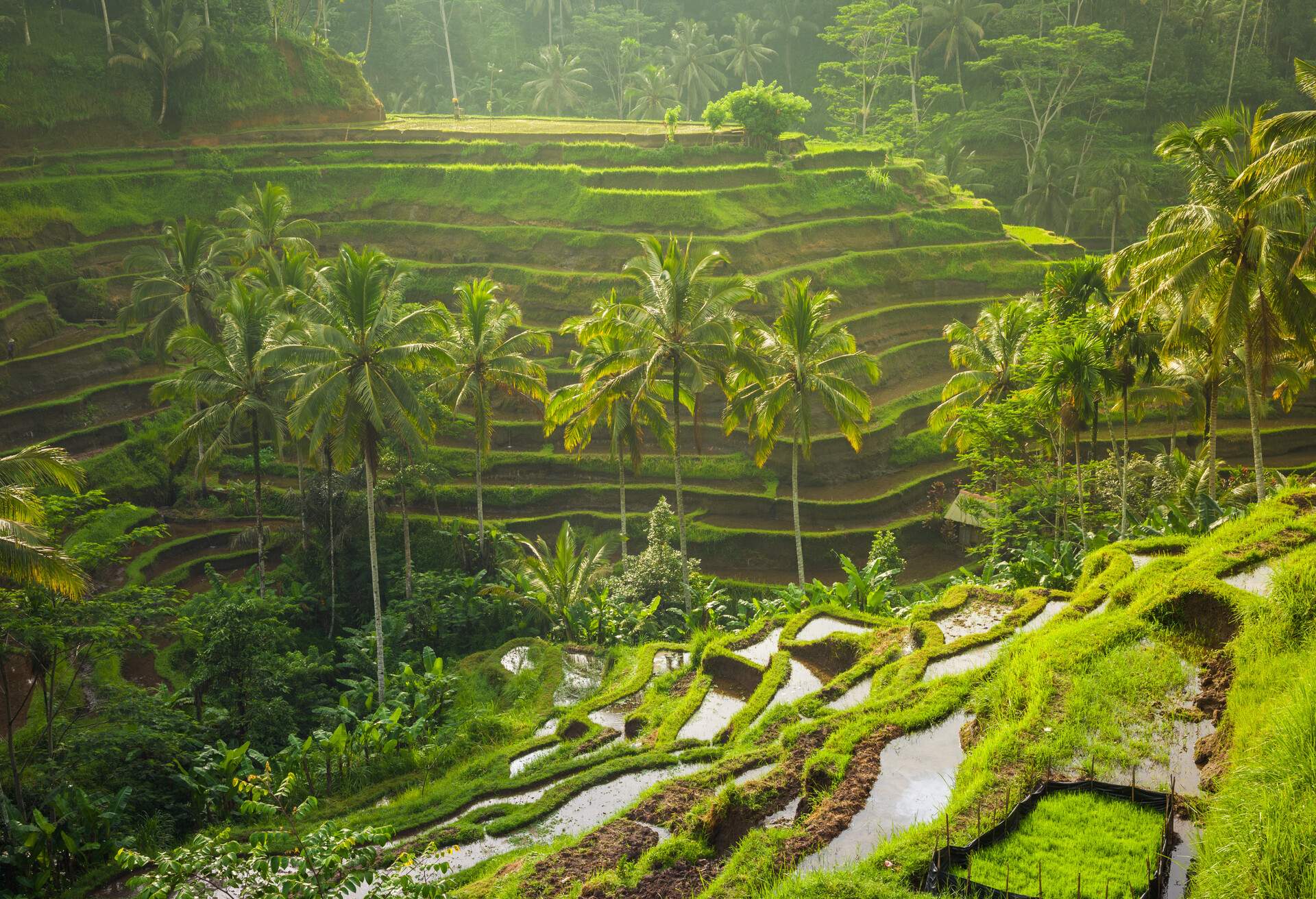 Beautiful rice terraces in the morning light near Tegallalang village, Ubud, Bali, Indonesia.; Shutterstock ID 390855292; Purpose: Product; Brand (KAYAK, Momondo, Any): Any