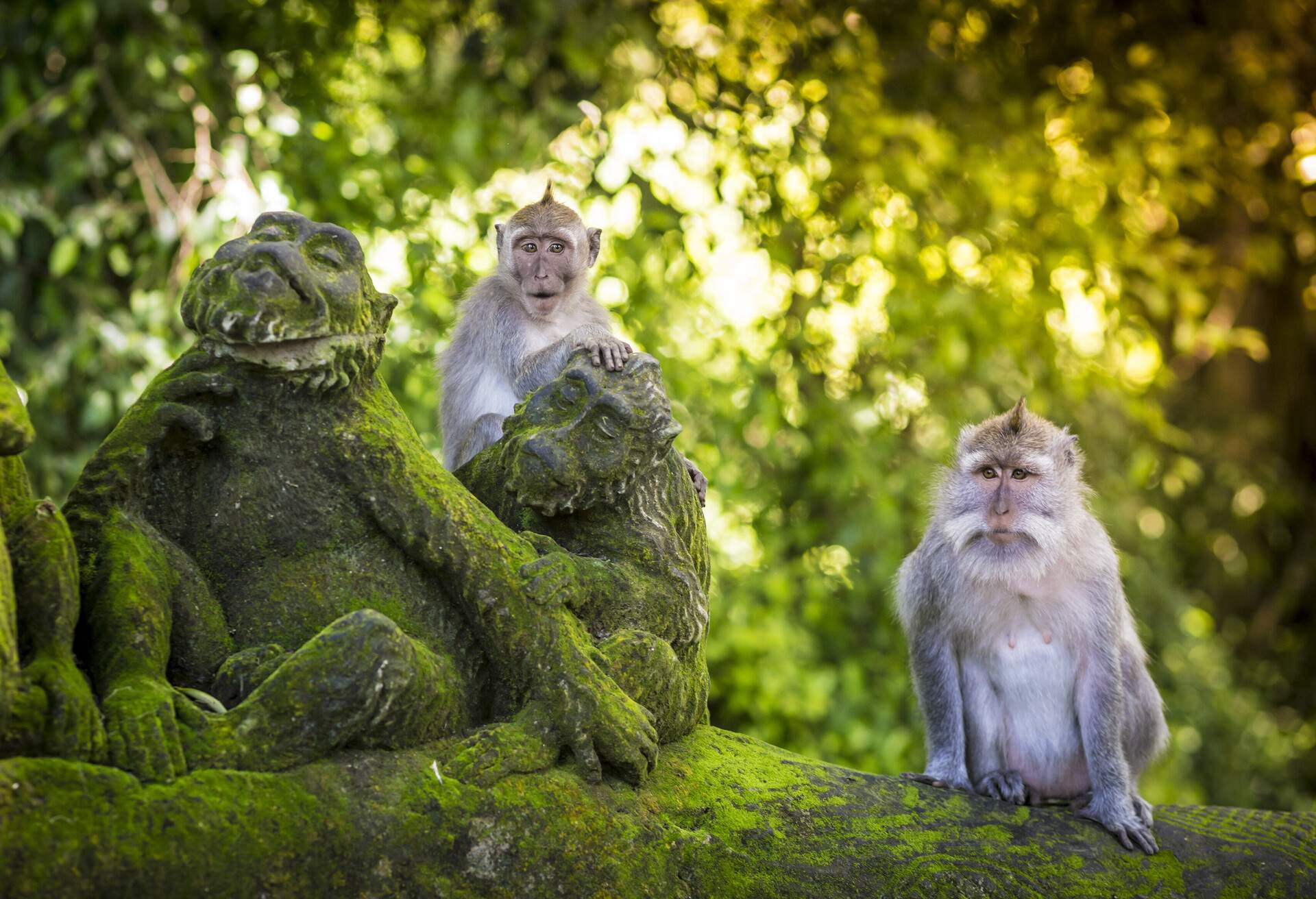 Monkey at Sacred Monkey Forest, Ubud, Bali, Indonesia; Shutterstock ID 257624779; Purpose: Product; Brand (KAYAK, Momondo, Any): Any
