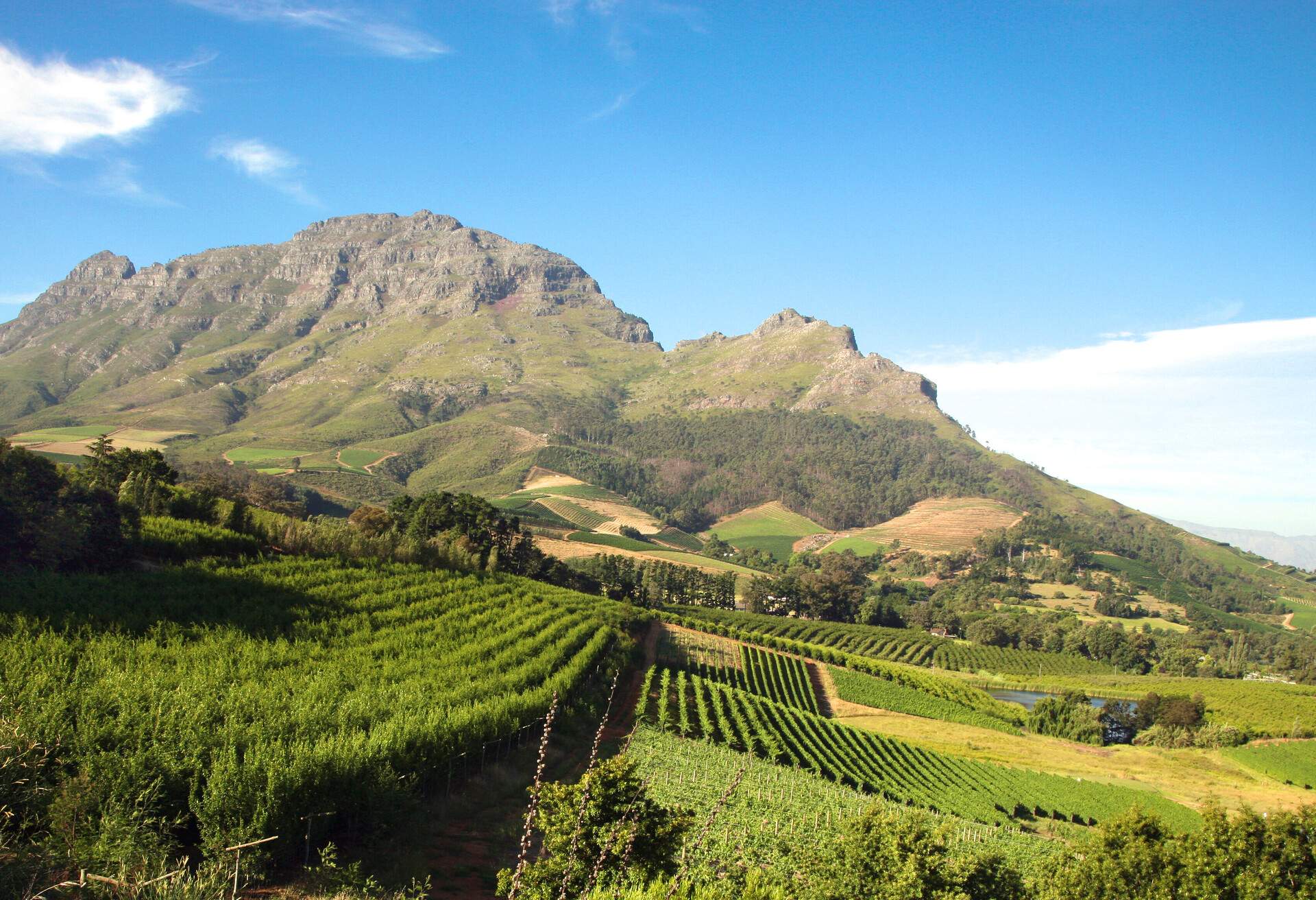 Panorama of a vineyard in the south of Franschhoek close to Cape Town. South Africa