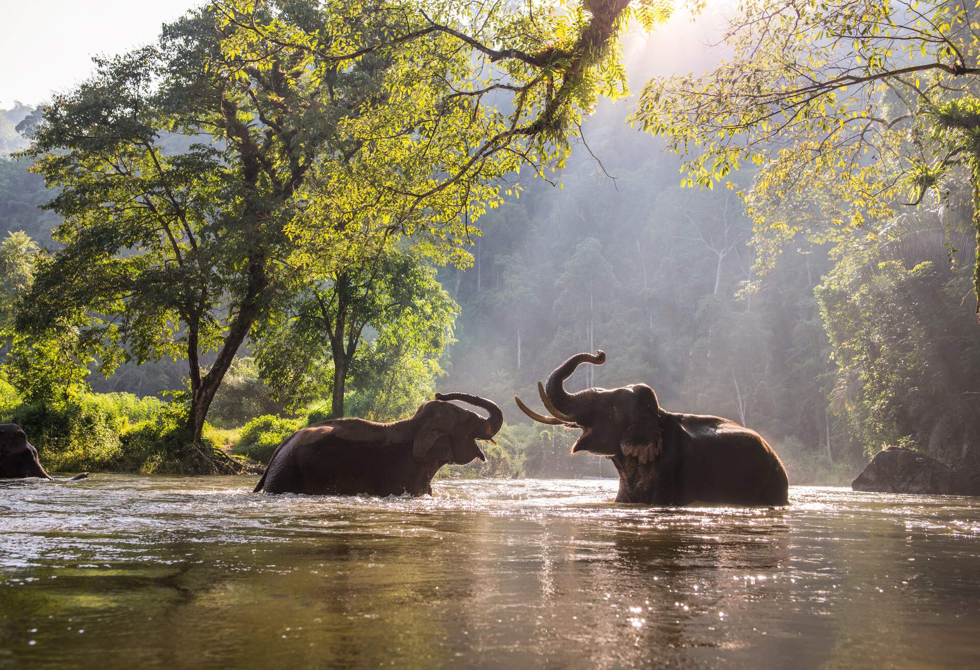 The elephant playing water in the river