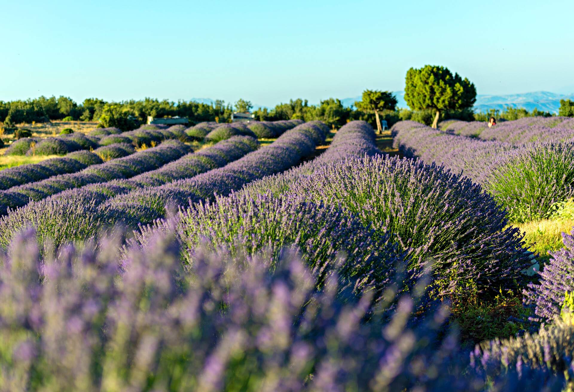 DEST_TURKEY_KUYUCAK_LAVENDER_FIELD_GettyImages-1022533064