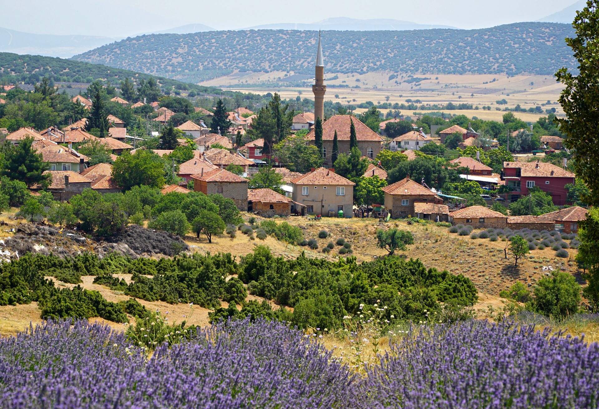 DEST_TURKEY_KUYUCAK_LAVENDER_GettyImages-1125055820.jpg