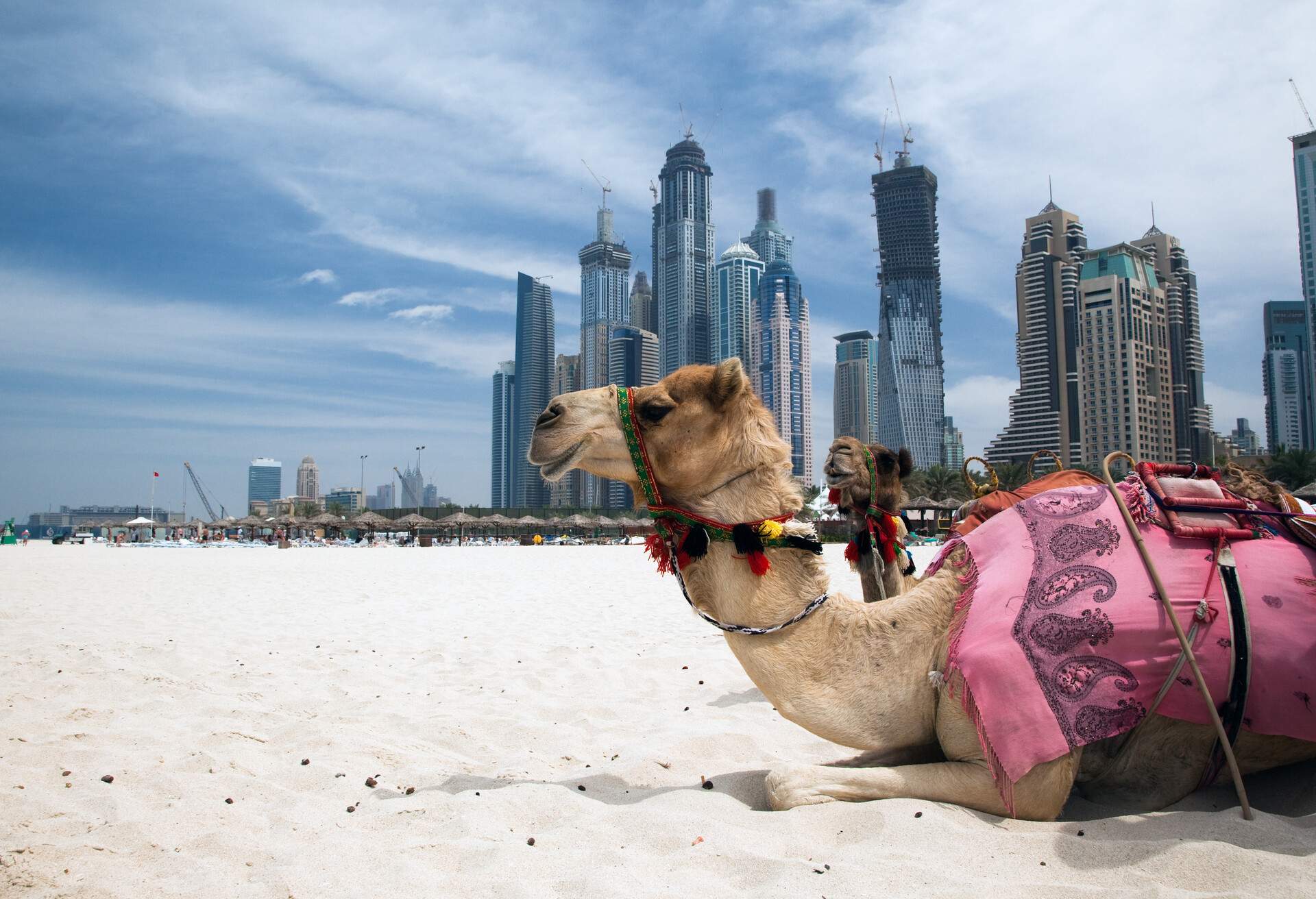 Camel at the urban background of Dubai.