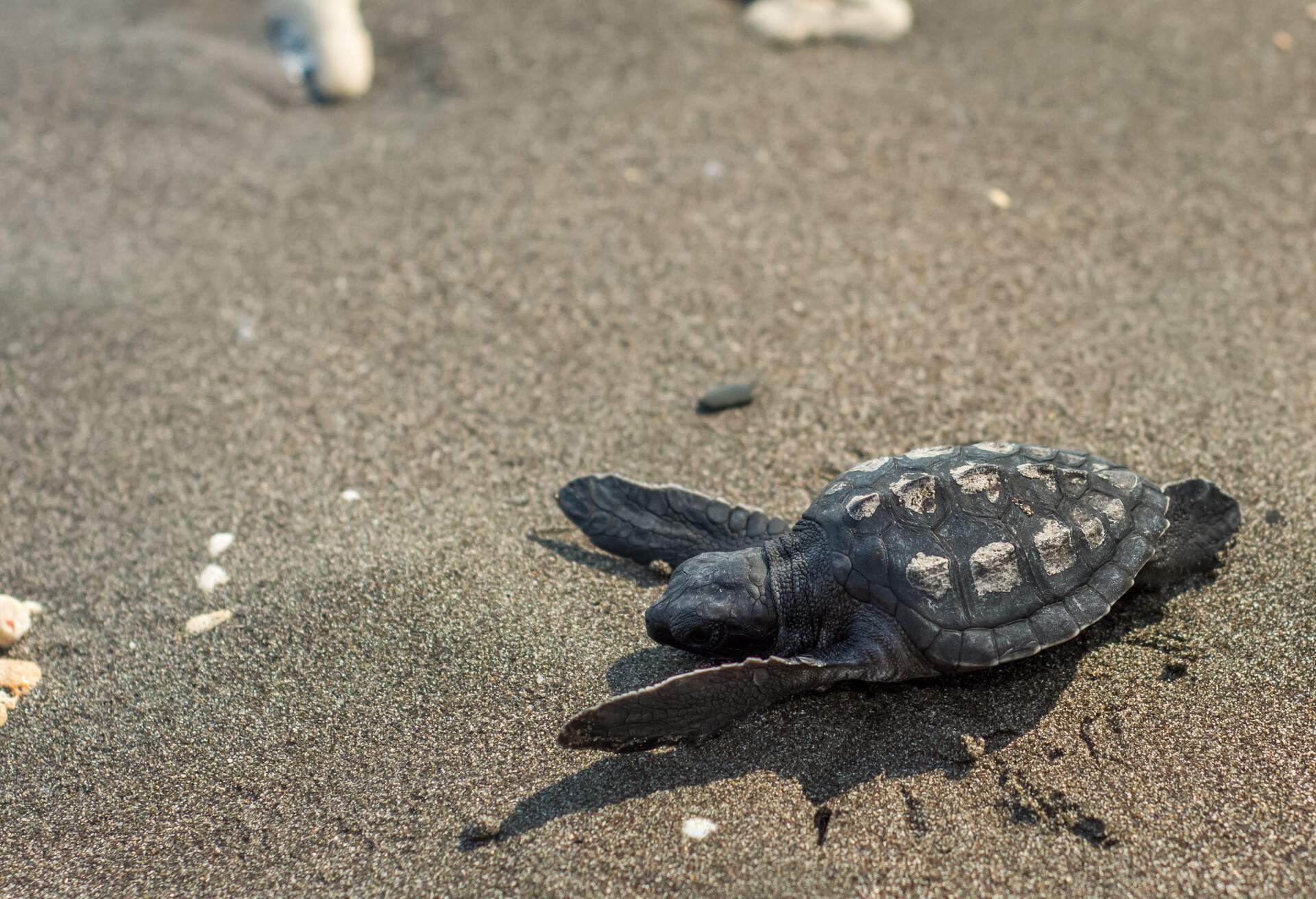 Baby turtle making its way to the sea.