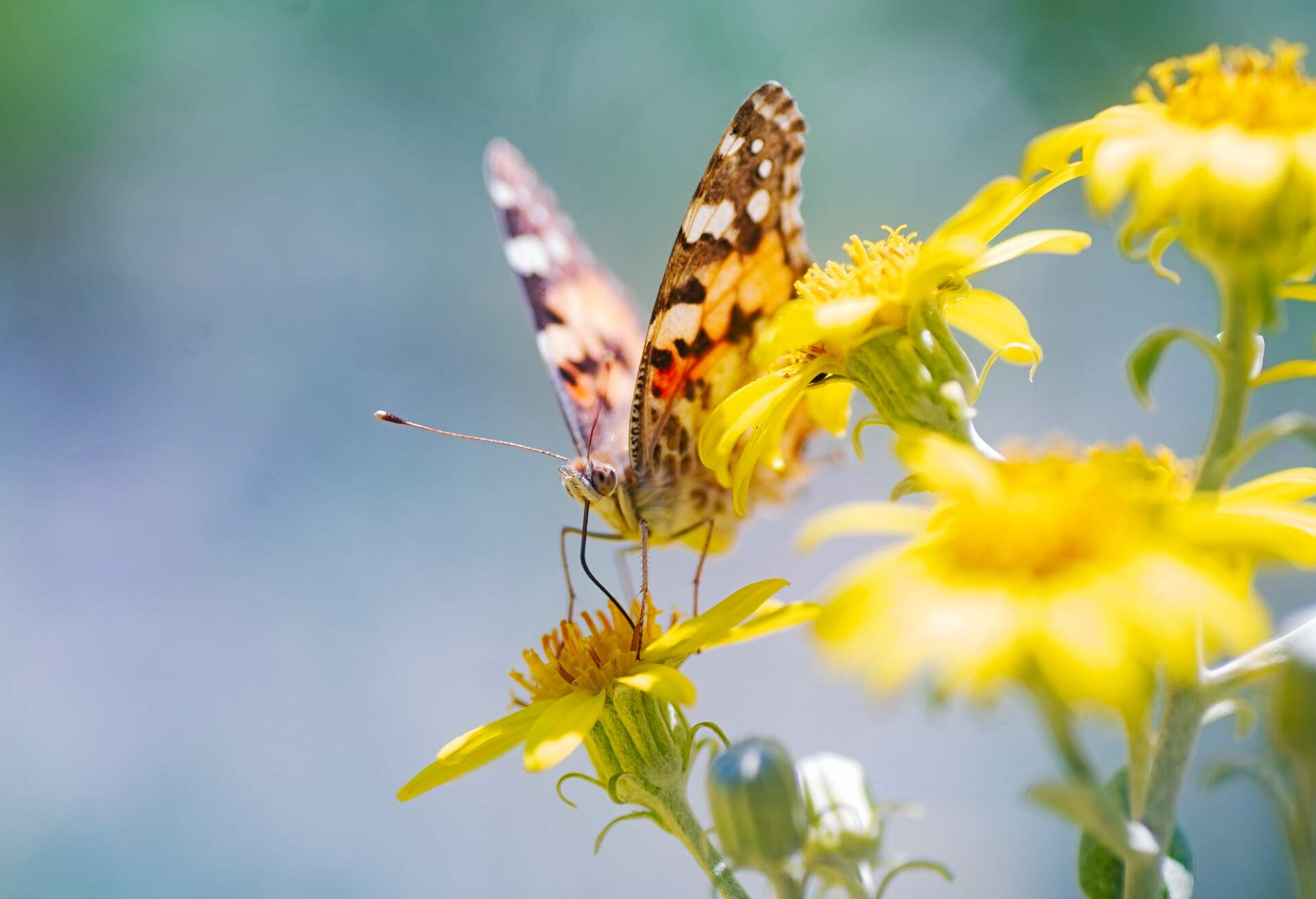 A butterfly on a flower