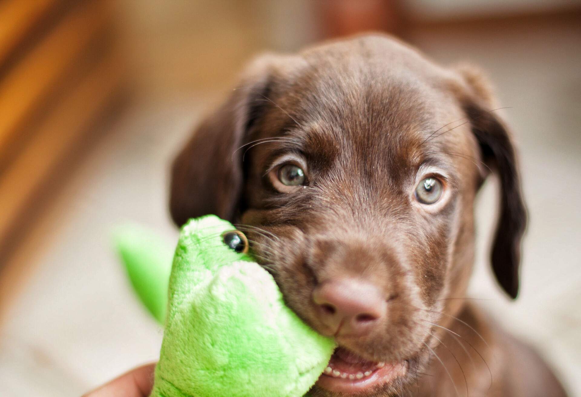 DEST_ANIMAL_DOG_TOY_GettyImages