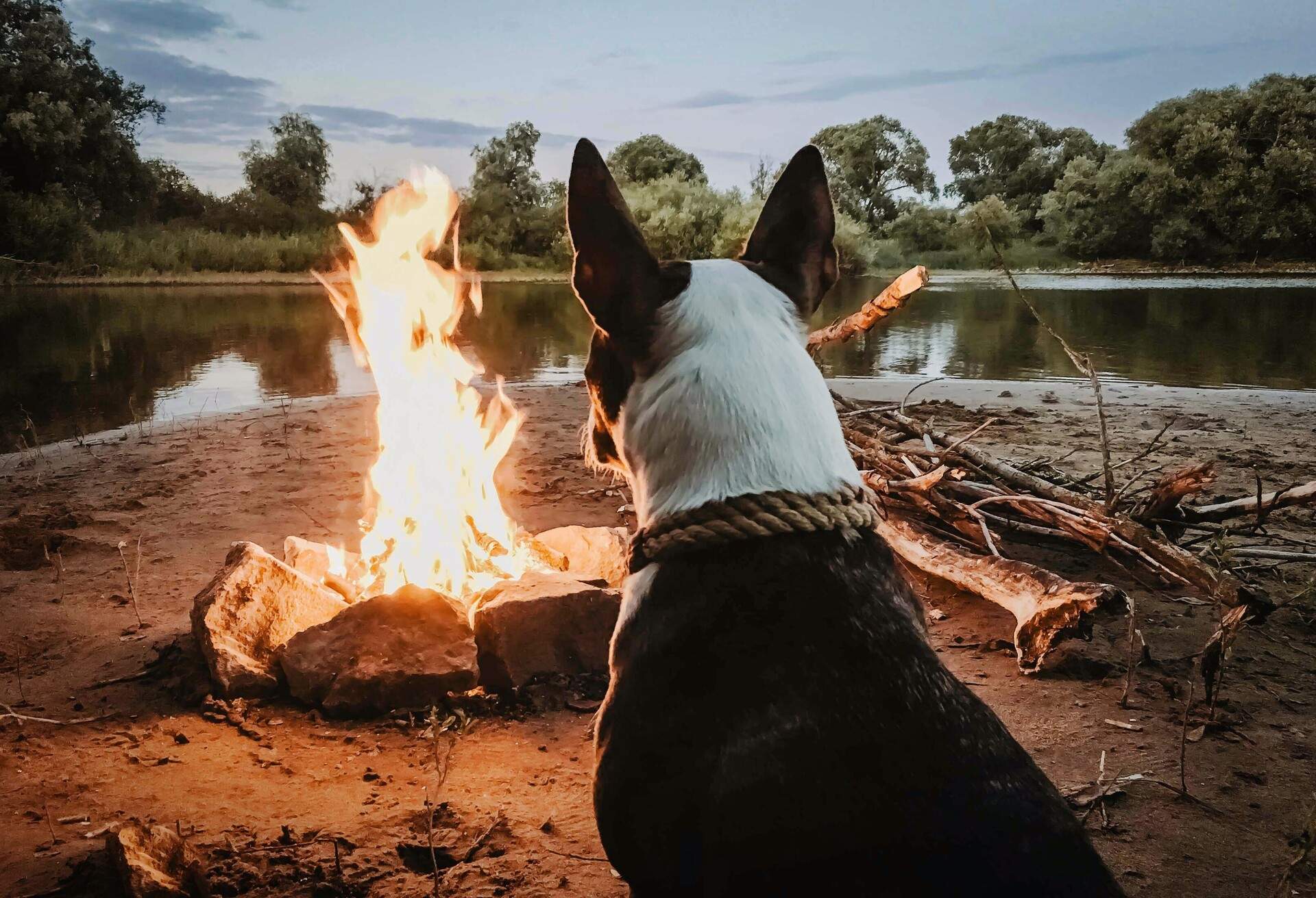 Dog in front of bonfire lakeside
