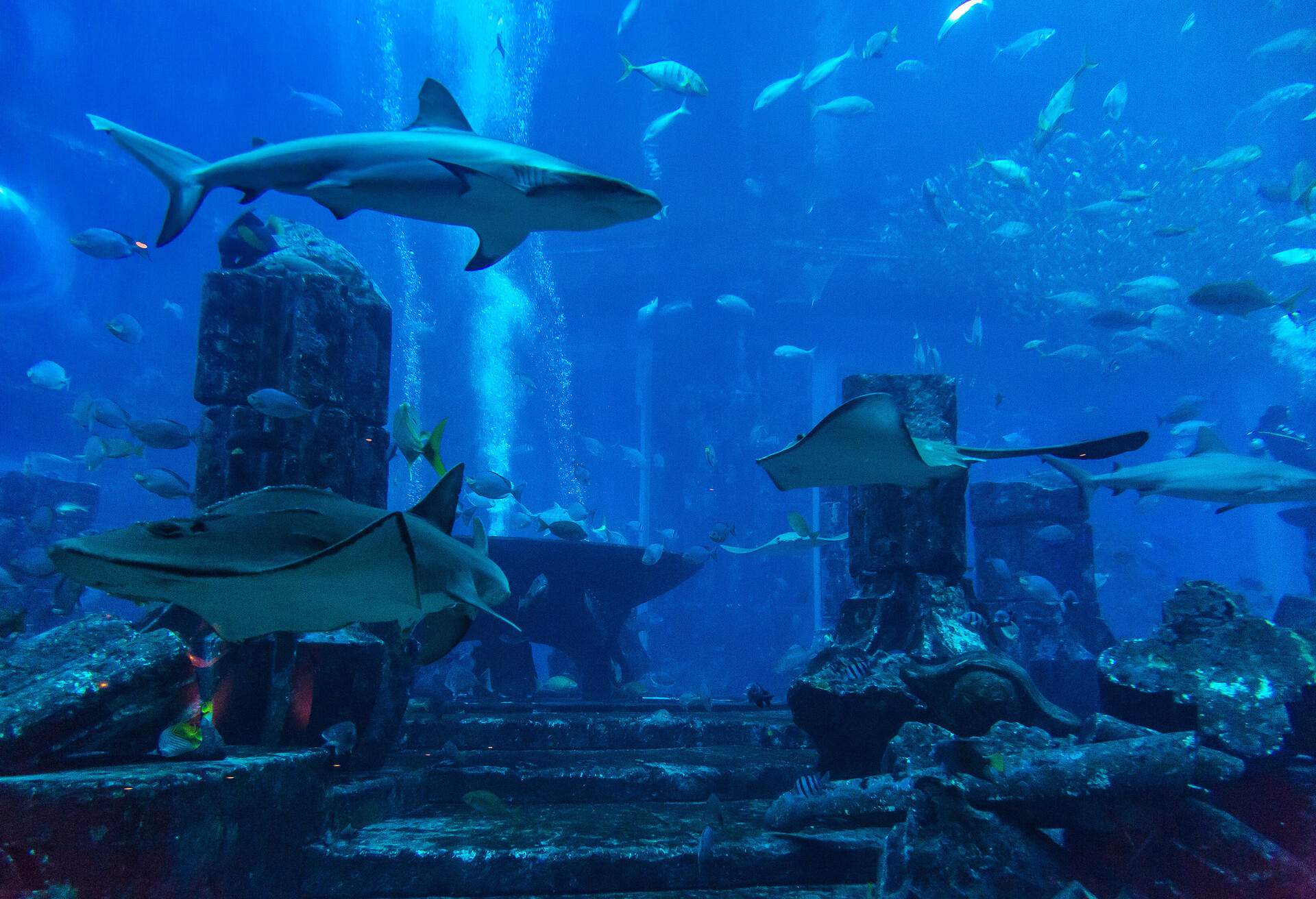 Large aquarium in Dubai, United Arab Emirates; Shutterstock ID 488601694