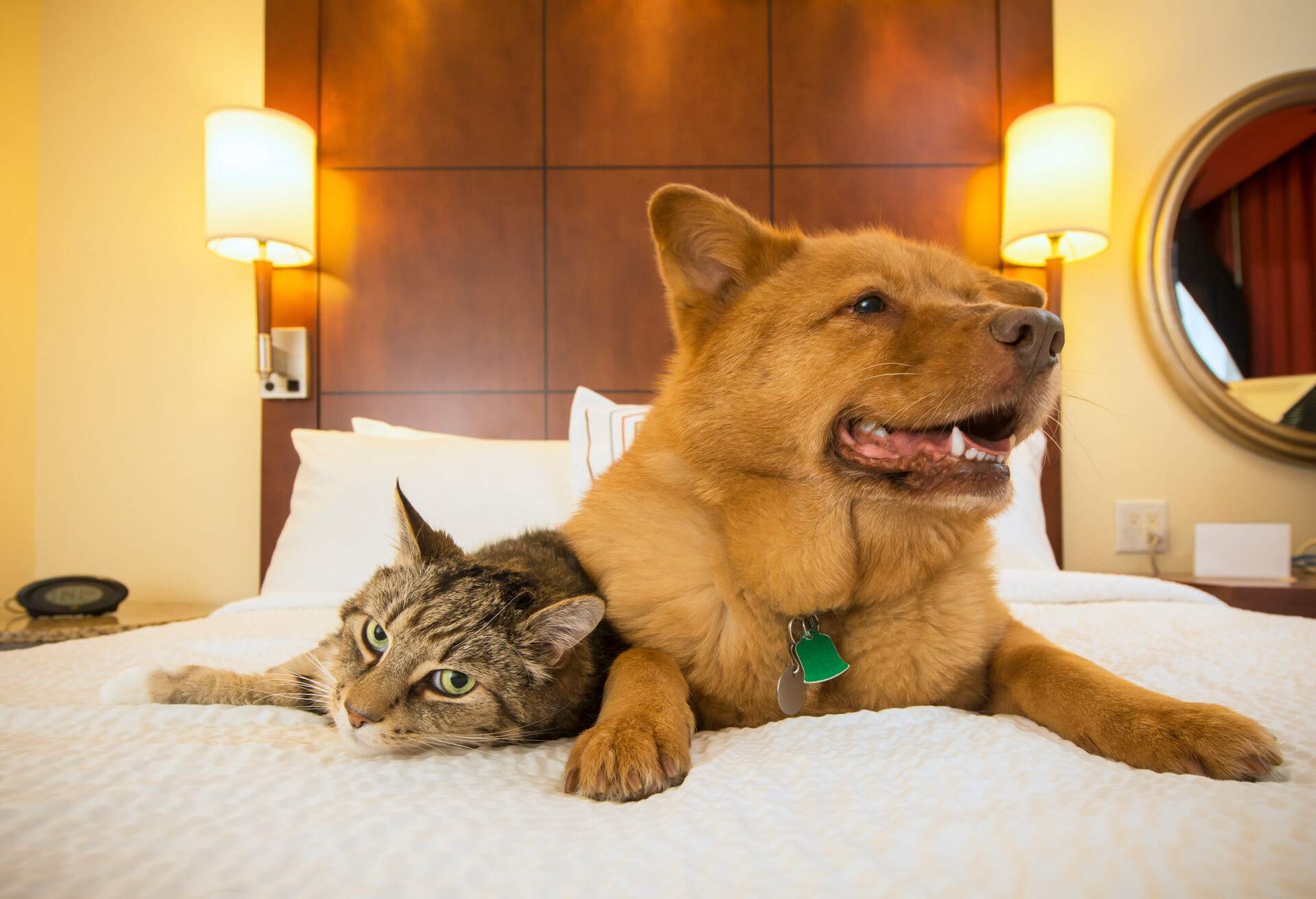 THEME_ANIMALS_DOG_AND_CAT_IN_A_HOTEL_ROOM_GettyImages-479766948